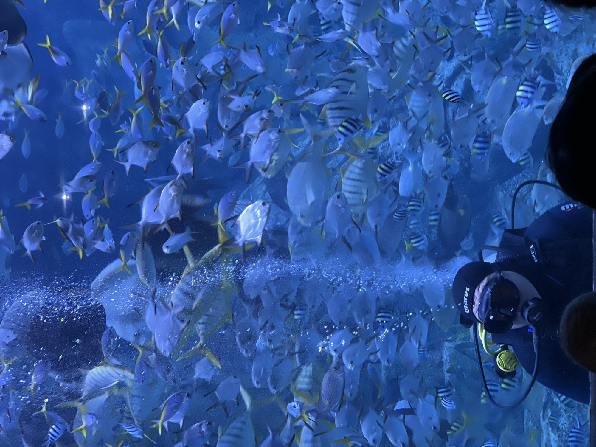 The image captures a diver surrounded by a large school of fish in an aquarium. The diver, wearing a black wetsuit and scuba gear (including a "mares" brand mask), is positioned on the right side of the frame. A stream of bubbles emerges near the diver's face, likely from the breathing apparatus. A diverse array of fish, mainly silver-bodied with some yellow fins, and others with dark stripes, swim densely in the water around the diver. The environment is a blue-tinted aquatic tank. This is located at the VinWonders Nha Trang aquarium.