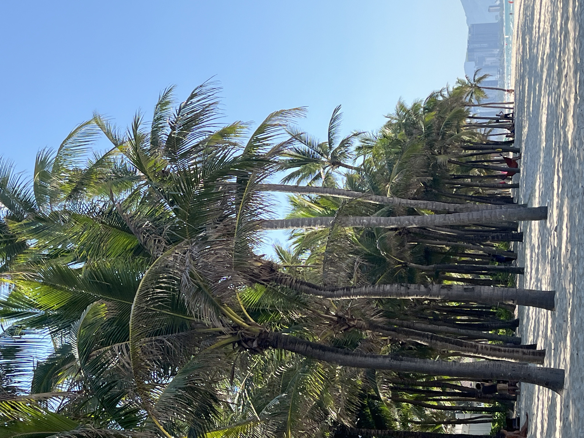 The image depicts a row of palm trees along a beach in Đà Nẵng, Vietnam. The trunks of the palm trees are visible, extending from the base towards the top where green fronds spread out. The beach itself is sandy, and the sky is clear blue. In the background, tall buildings are vaguely visible, indicating the presence of a city. People are present, sitting or reclining underneath the trees.