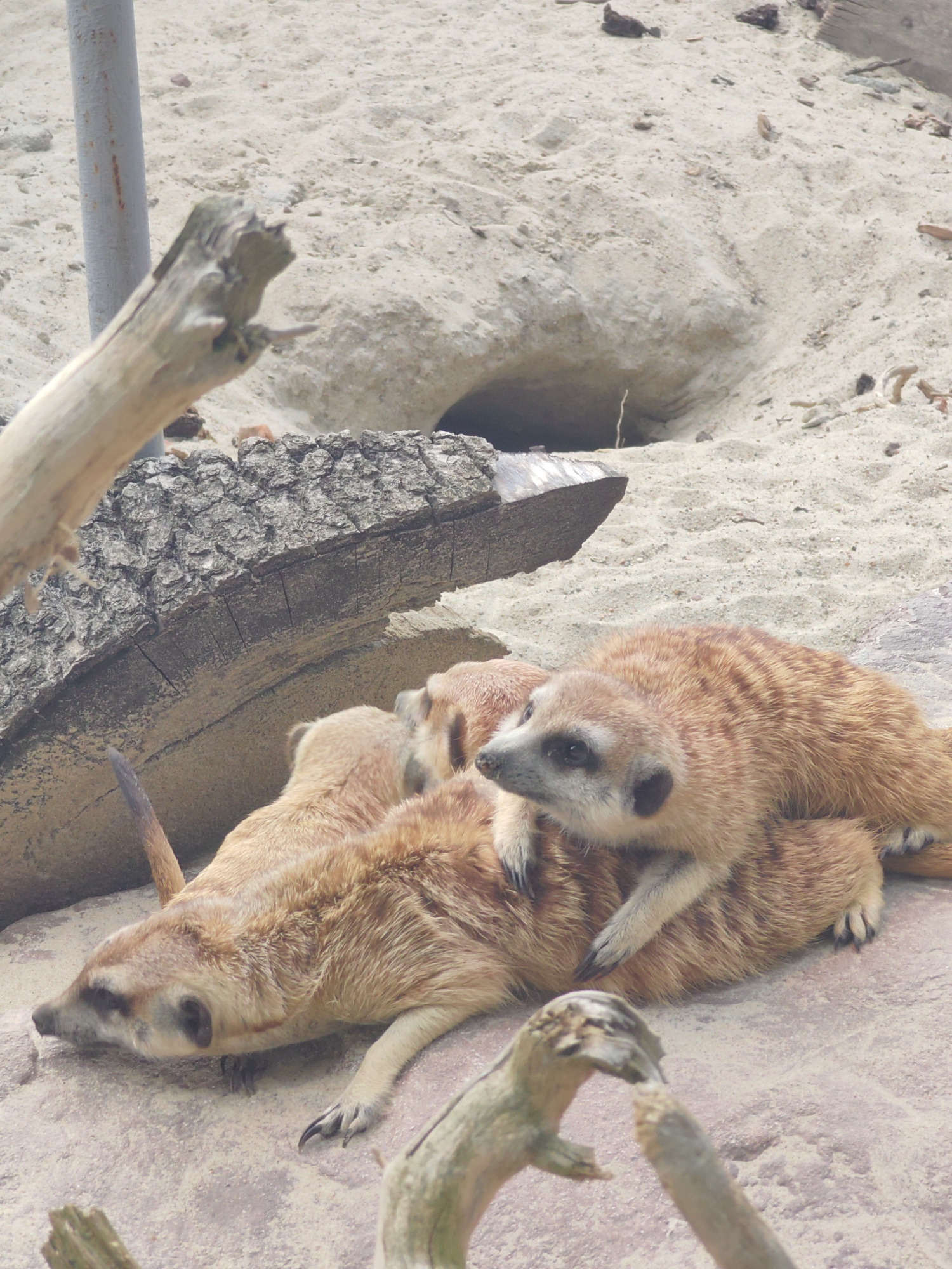 This image shows a group of meerkats resting together on a sandy ground. In the background, there is a sandy embankment with a burrow entrance. A large piece of driftwood lies horizontally in the mid-ground, with a metal pole to the left of it. Another piece of driftwood is in the foreground. The meerkats appear relaxed, with some lying on top of others. One meerkat in the foreground is looking to the left with its head raised. Another meerkat in the middle is lying on its side, with its head resting on another meerkat's back. The lighting suggests it might be daytime, and the weather appears to be dry. There is no visible text in the image.