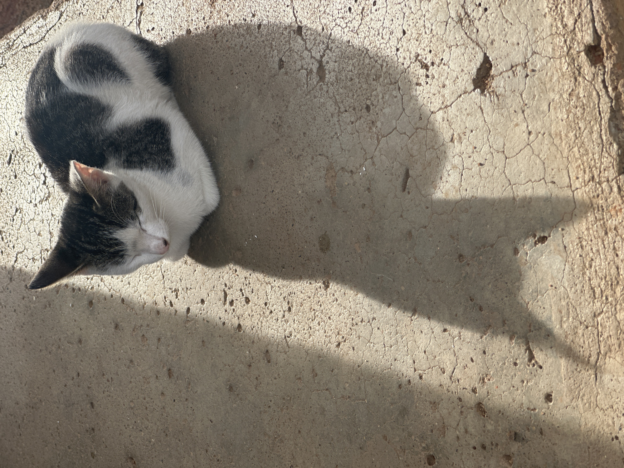 A small, black and white cat is seen from an overhead perspective, curled up and sleeping peacefully on a concrete surface. The cat's fur features distinct black patches on its head and back, with white fur on its face and belly. One prominent black patch on its back has a somewhat heart-shaped or curled pattern. Its eyes are closed, suggesting it is resting or asleep.
The scene is outdoors, likely in Jos, Nigeria, under bright, direct sunlight. This is evidenced by the distinct, long shadow cast by the cat towards the right side of the frame. The concrete ground is visibly weathered, with numerous cracks and an uneven, textured surface, particularly rough and fragmented towards the upper and right edges of the image. The strong illumination highlights these surface details. The overall impression is one of tranquility and repose. No text is visible.