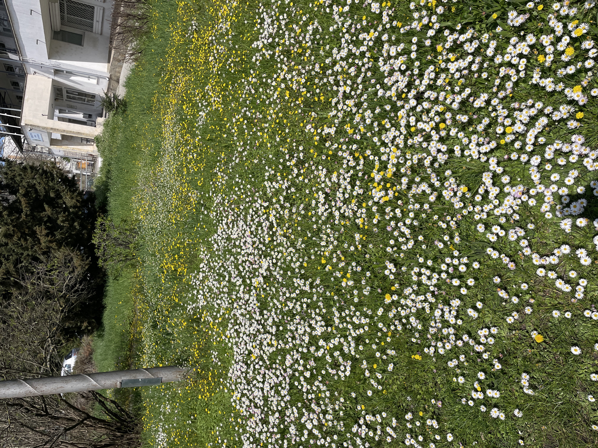 A ground-level view captures a field of wildflowers in Burgas, Bulgaria, dominated by white daisies and yellow dandelions interspersed with green grass. The field borders a building with white walls and windows. A bare tree is to the left. In the foreground, a grey metal post stands, partly obscuring the view. The overall scene presents a landscape of natural flora within an urban setting.