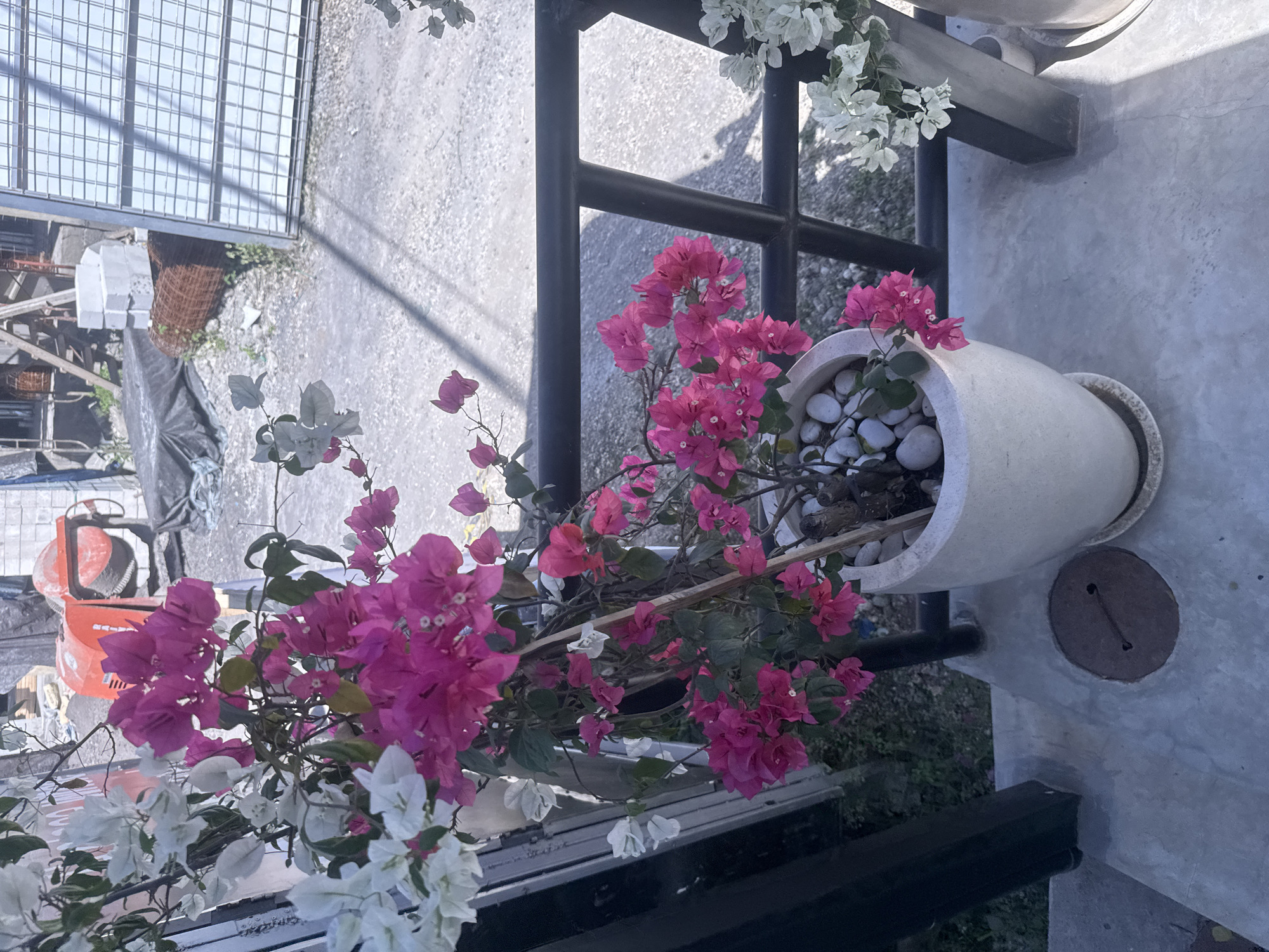 A vertical, outdoor, medium shot captures a close-up view of potted bougainvillea plants with vibrant pink and white flowers. The plants are in a large, pale beige pot filled with smooth white pebbles. The pot is positioned on a dark metal structure that appears to be part of outdoor furniture or a railing. In the background, there's a concrete wall with a circular, rusty metal plate. To the left, a construction scene is visible with a orange cement mixer, stacks of white blocks, and a wire mesh fence. The overall setting suggests an outdoor area, possibly a garden, patio, or construction site in Kuta Selatan, Indonesia. The lighting indicates it is daytime, with some shadows cast by the metal structure, suggesting the sun is at an angle. The focus is primarily on the colorful flowers, creating a visually appealing contrast with the more industrial and rough elements in the background.