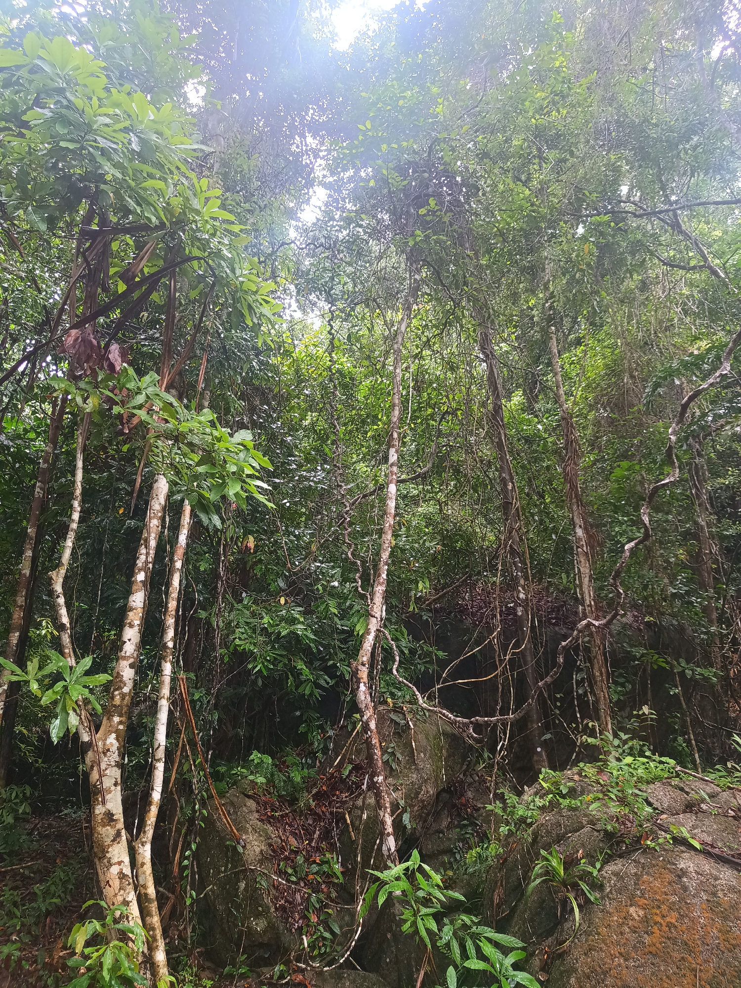 The image depicts a dense forest scene in Baan Thong Nang, Thailand. The foreground features a cluster of light-colored trees with mottled bark, interspersed with lush green foliage. Thick vines and roots drape from the trees and across the exposed rocks below. The midground is densely packed with a variety of vegetation, including trees of varying heights, shrubs, and other ground cover. The background is obscured by the dense foliage, with a glimpse of bright sunlight filtering through the canopy. The overall impression is of a humid, overgrown environment typical of a tropical rainforest.