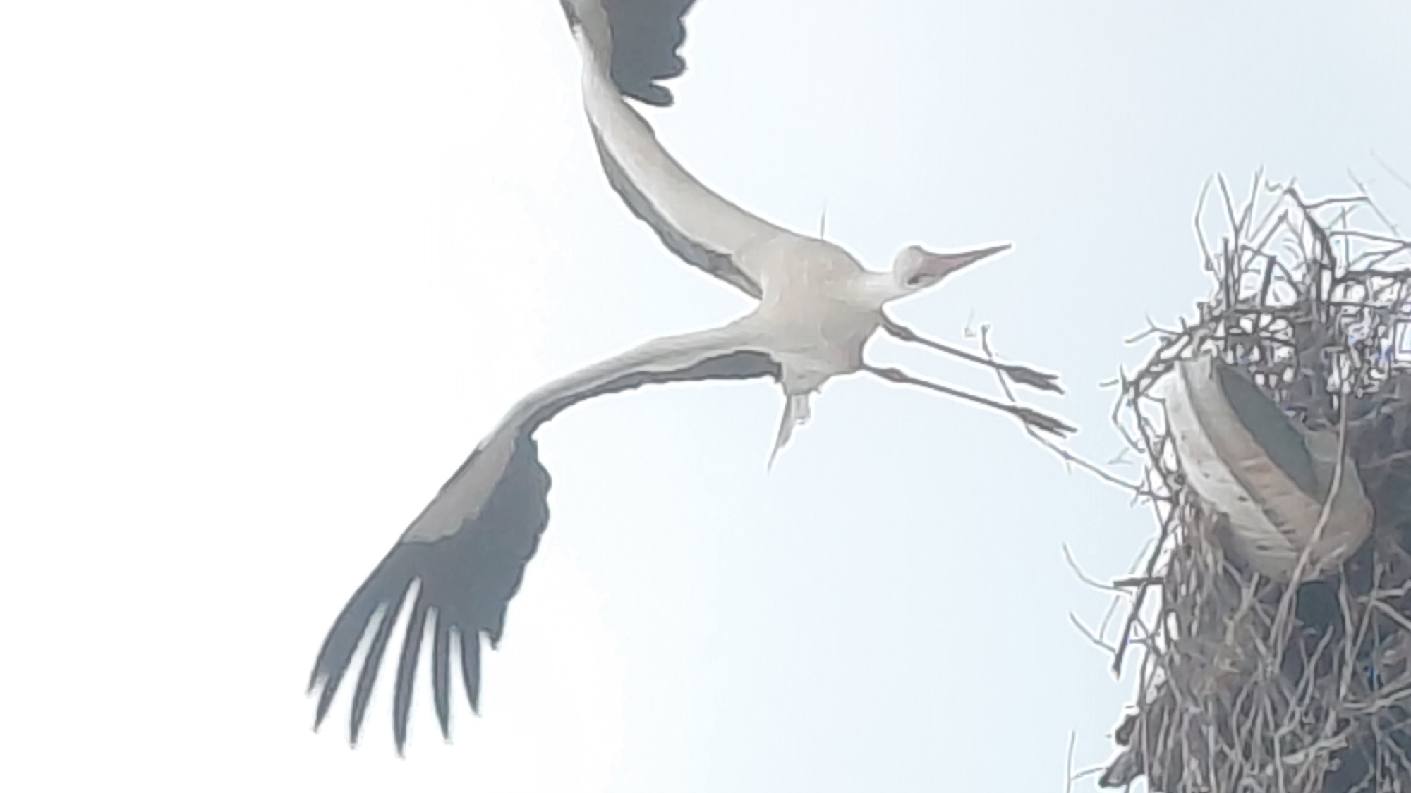 A white stork with black-tipped wings soars in flight, carrying sticks in its beak, presumably for nest construction. The stork is headed towards a large, untidy nest structure. The location is Unknown, Unknown.