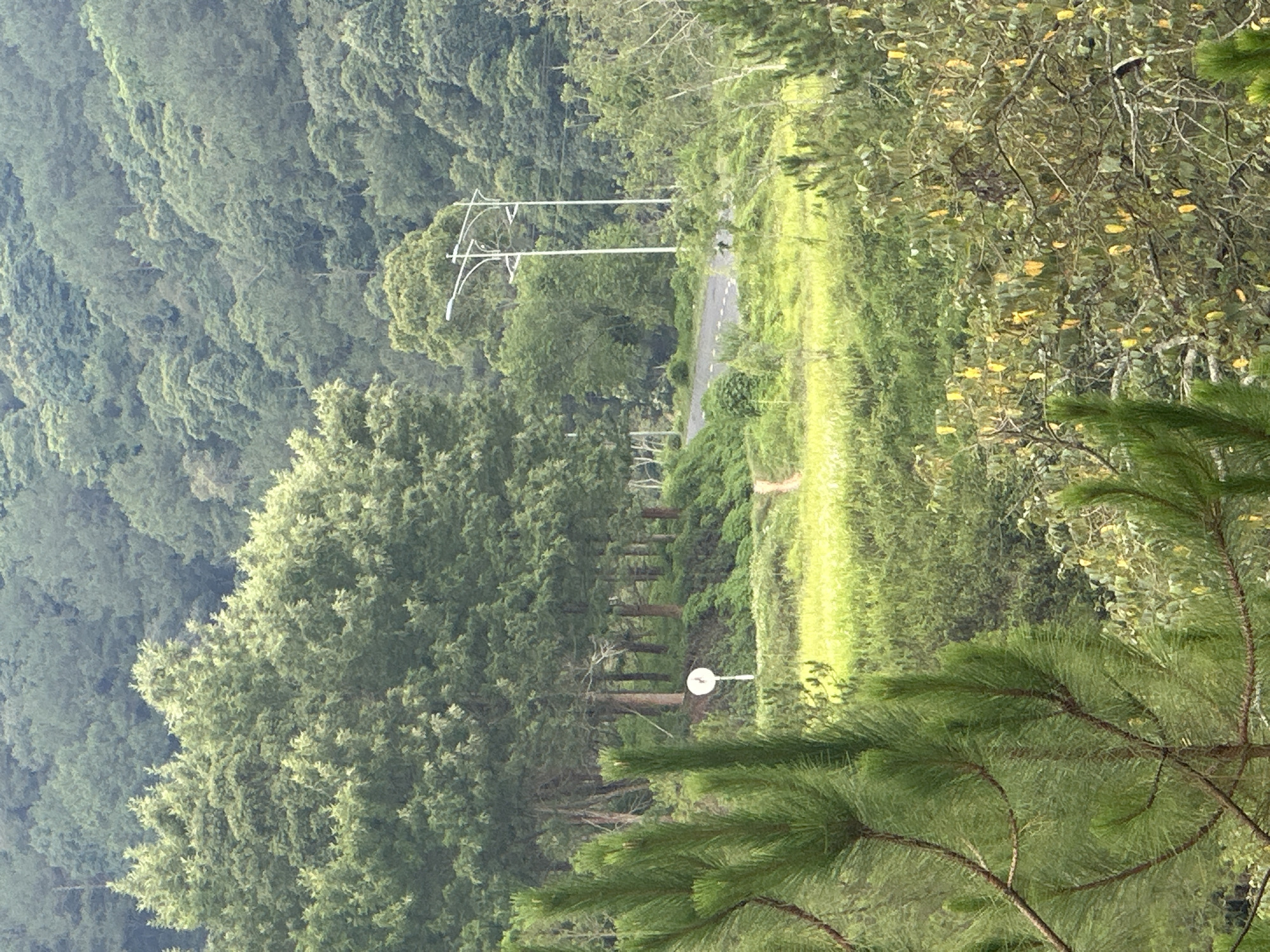 The image depicts a forested area in Da Lat, Vietnam. A narrow road cuts through the dense greenery. An electrical pole stands along the roadside. On the left is a hillside covered with trees. In the foreground, pine tree branches are visible. The vegetation appears lush, indicative of a temperate climate.
