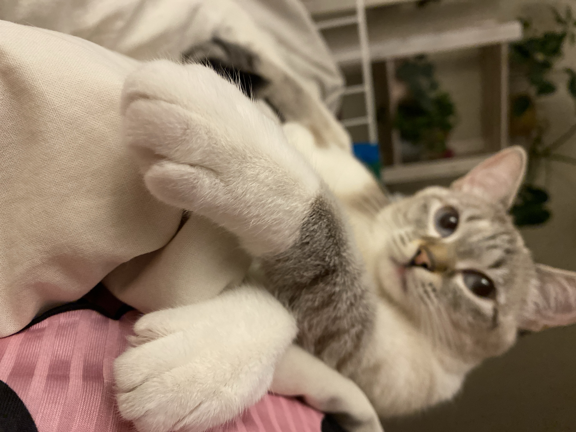 A cat with light gray and white fur, large brown eyes, and pink nose lies on its back. It extends its white paws towards the camera. The cat rests on a surface with pink and black stripes. Behind the cat are white fabrics, a white shelving unit, and green plants. The location is not evident in the image.