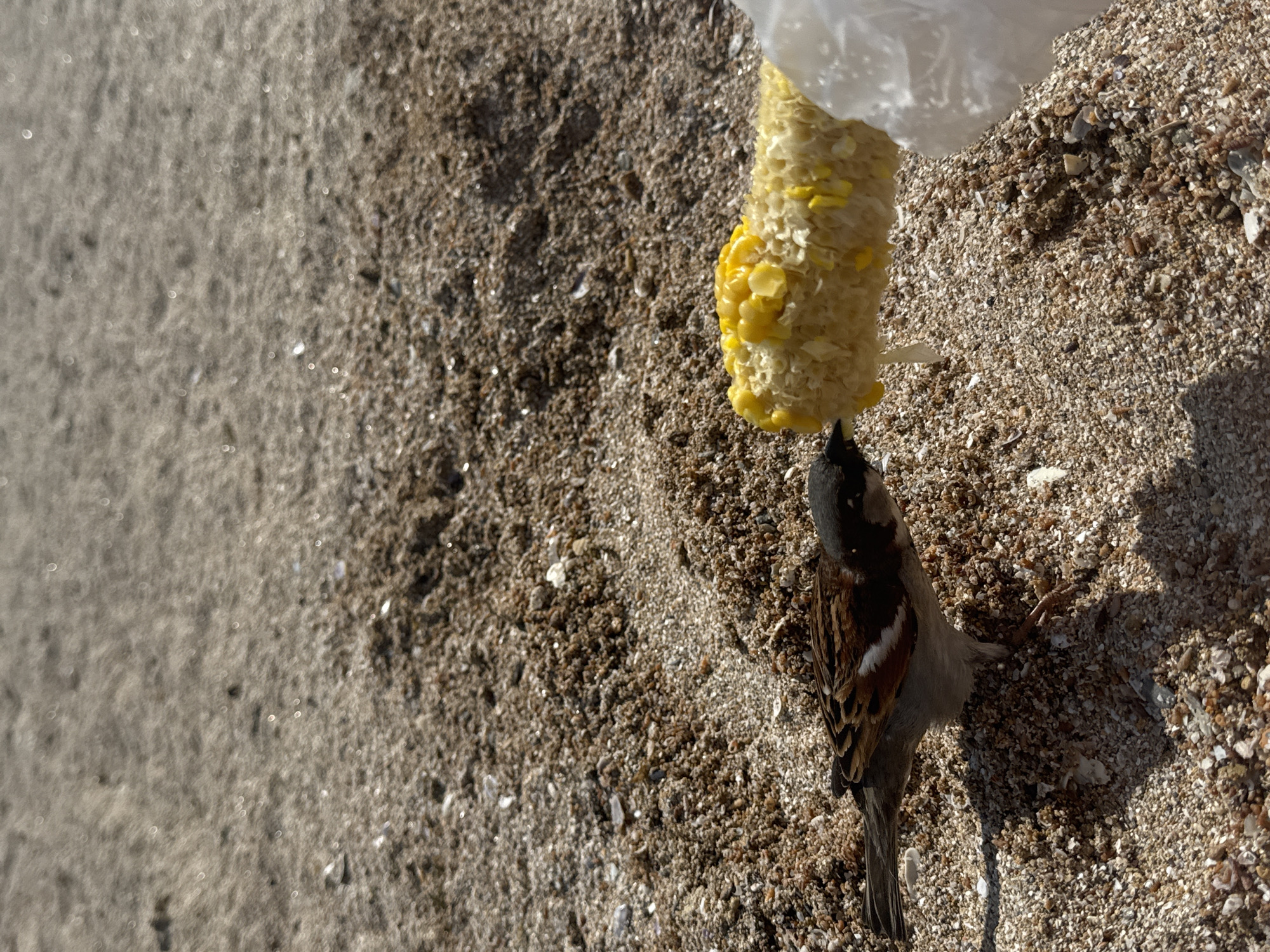 A bird is perched on the sand next to a corn cob, which is inside a clear plastic bag. The location is the city of Yevpatoriya, Ukraine. The sand is coarse with shell fragments.