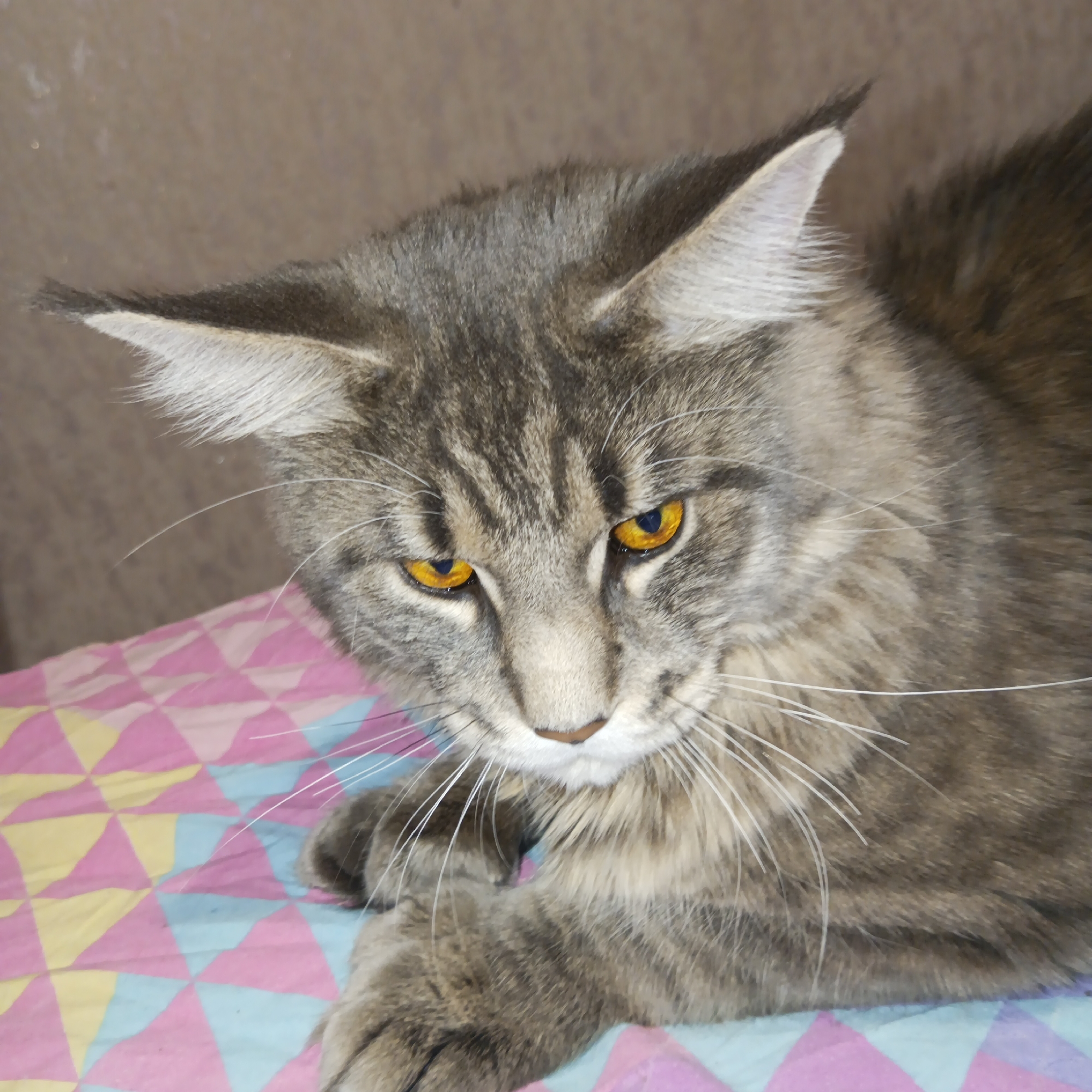 A gray tabby cat with amber eyes rests on a multi-colored geometric patterned surface. The cat has long whiskers and pointed ears. The background is a plain, neutral color. There is no information in the image to identify the location as Chaikovsky, Russia.