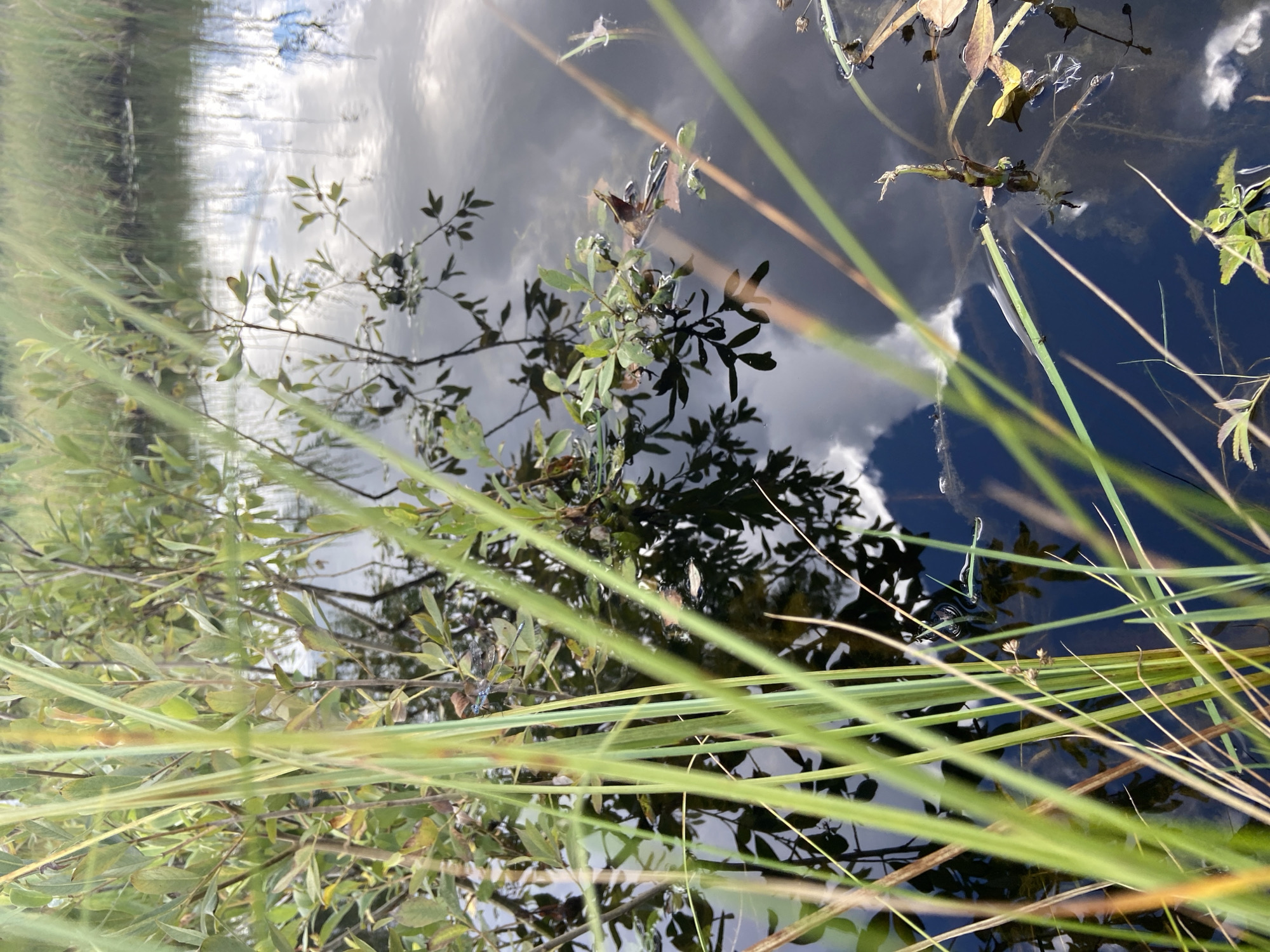 The image depicts a shallow body of water surrounded by tall grasses and aquatic vegetation. The water is dark and reflects the sky, with clouds visible on the surface. Several plants are submerged in the water, with their leaves and branches reaching out. A small blue dragonfly is perched on a stem in the mid-ground. The overall impression is a serene natural setting, possibly a pond or marsh. The image was taken outdoors, likely during the daytime, with natural light illuminating the scene. The location of Авиатор Снт, Russia, is suggested as the context for this natural environment.