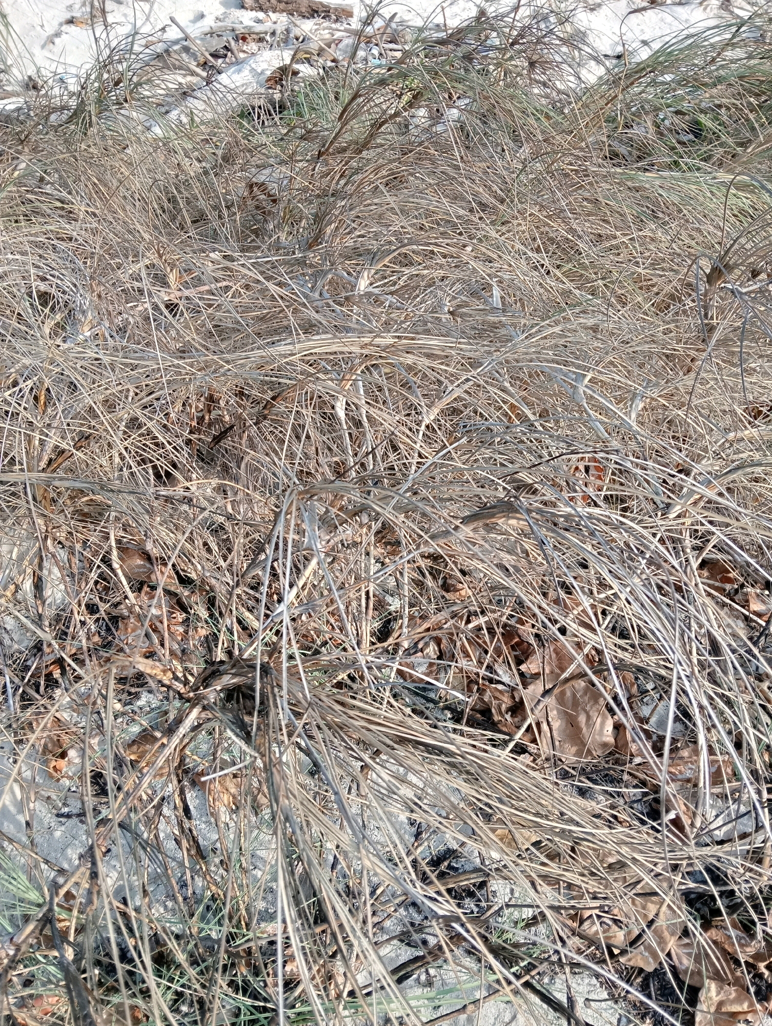 A close-up, high-angle shot captures a dense thicket of dry, brittle grass and fallen leaves on the ground. The stalks of grass are a muted tan and beige, intertwined and bending in various directions, creating a sense of disarray. Some green blades of grass are visible interspersed within the dry material. The background appears to be a sandy or rocky surface, with hints of lighter tones suggesting a beach or barren area. There are no people or animals present. The overall impression is one of a natural, untouched outdoor environment, likely a coastal or sandy region, given the light-colored substrate. The location is Pagerungan Kecil, Indonesia.