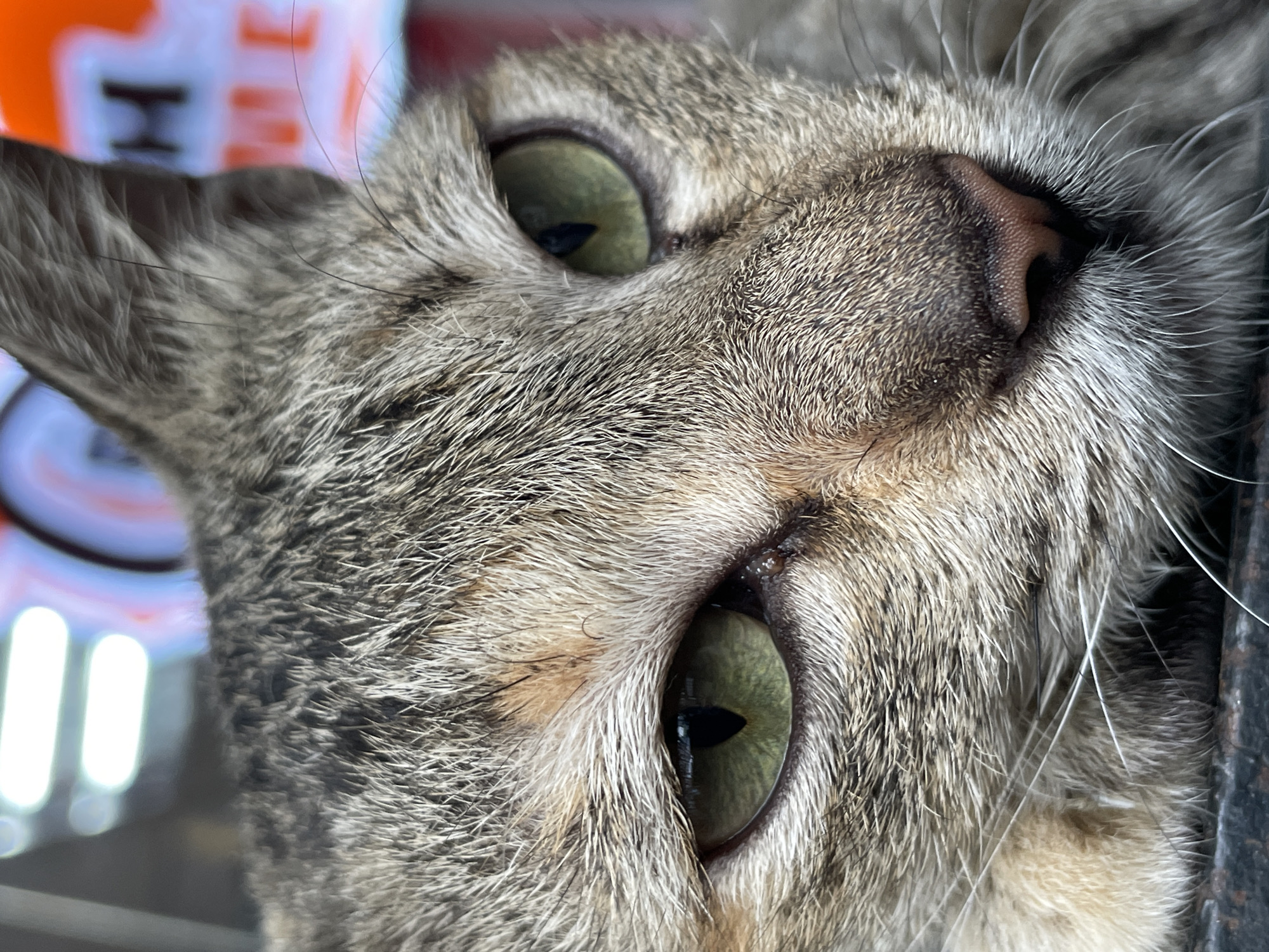 A close-up, eye-level, indoor shot focuses on the face of a tabby cat, with its green eyes prominent. The cat's fur is a mix of gray, brown, and tan. The background is blurred, showing some bright, out-of-focus lights and a hint of an orange and white sign. The lighting suggests it is daytime. This image is not specific to any location in Davao City, Philippines, as it lacks any identifiable landmarks or contextual elements of that specific urban environment.
