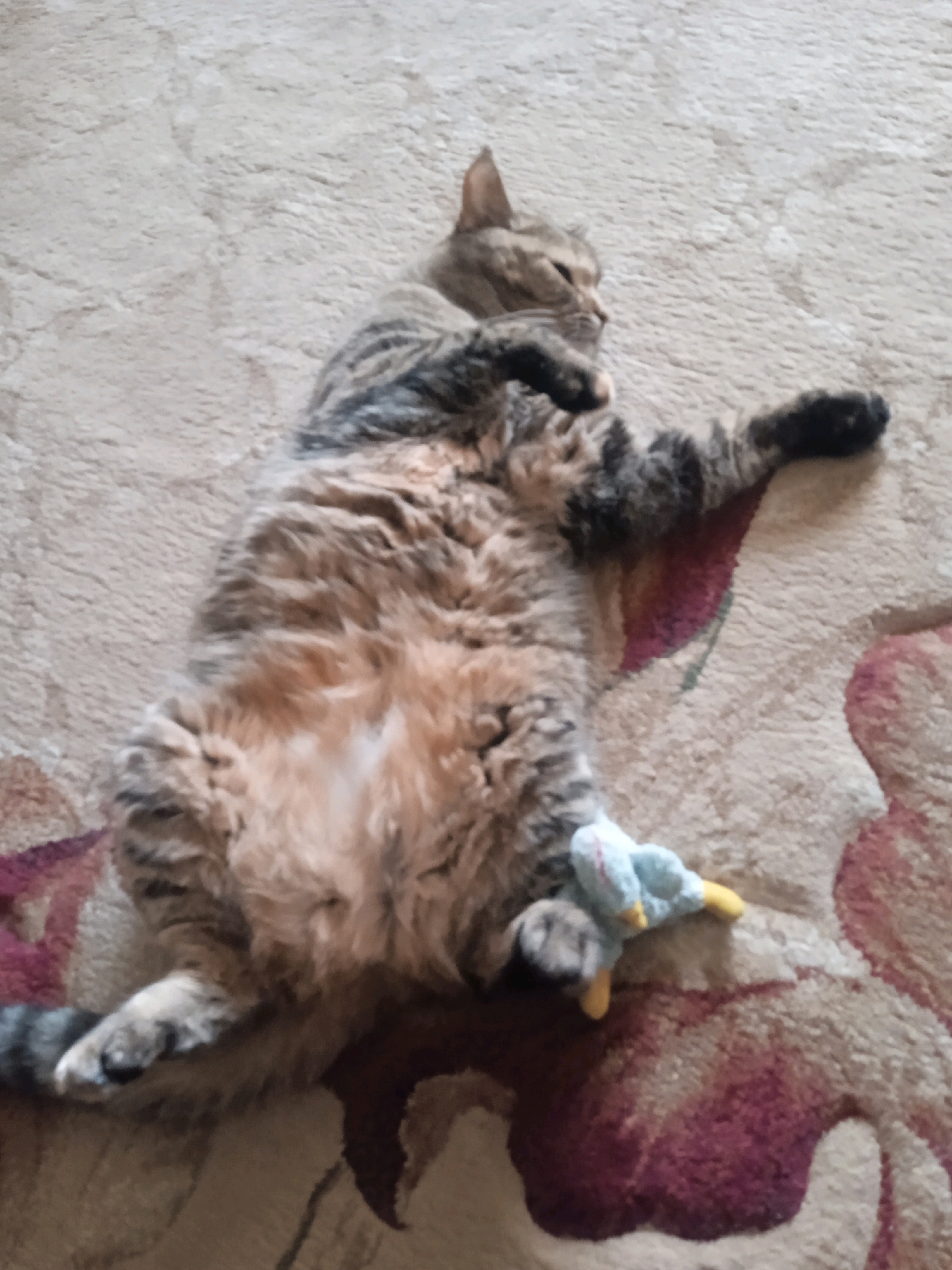 A tabby cat is lying on its back on a carpet with a floral pattern. The cat has its belly exposed and its legs are spread out. A small stuffed toy, a duck with yellow feet, is lying next to the cat's front paws. The carpet is beige with pink and maroon floral designs. The image appears to have been taken indoors in a residential setting. The location is Lida, Belarus.