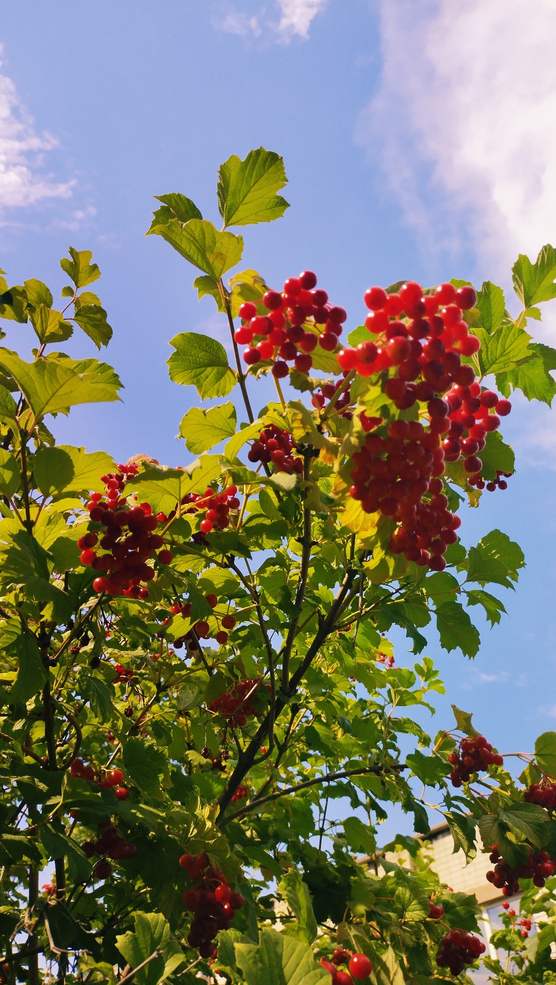 This is a medium shot, low-angle, natural light photograph of a viburnum shrub with clusters of ripe red berries and green leaves against a bright blue sky with scattered white clouds. The view is from below, looking up into the branches. The berries are round and translucent red. The leaves are broad and serrated. In the upper right corner of the image, a portion of a brick building with a light-colored roof is visible, suggesting an urban or suburban environment in Horishni Plavni, Ukraine. There are no people or animals in the frame.