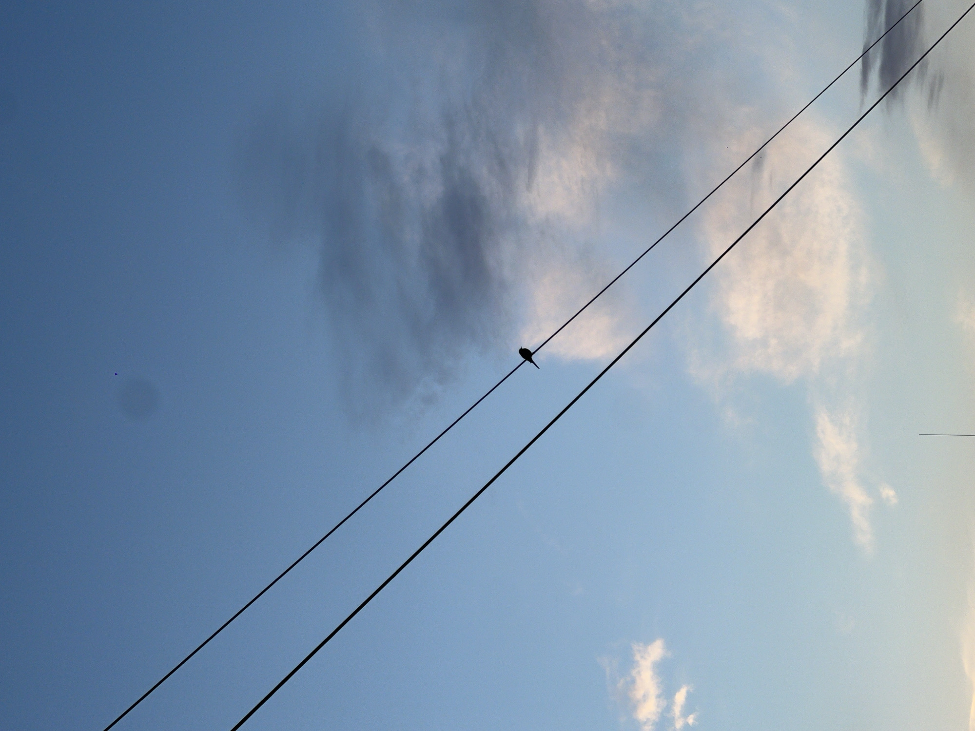The image shows a blue sky with clouds. Two black electrical wires diagonally cross the frame. A single bird is perched on the lower wire, near the center of the image. The location is Chaikovsky, Russia.
