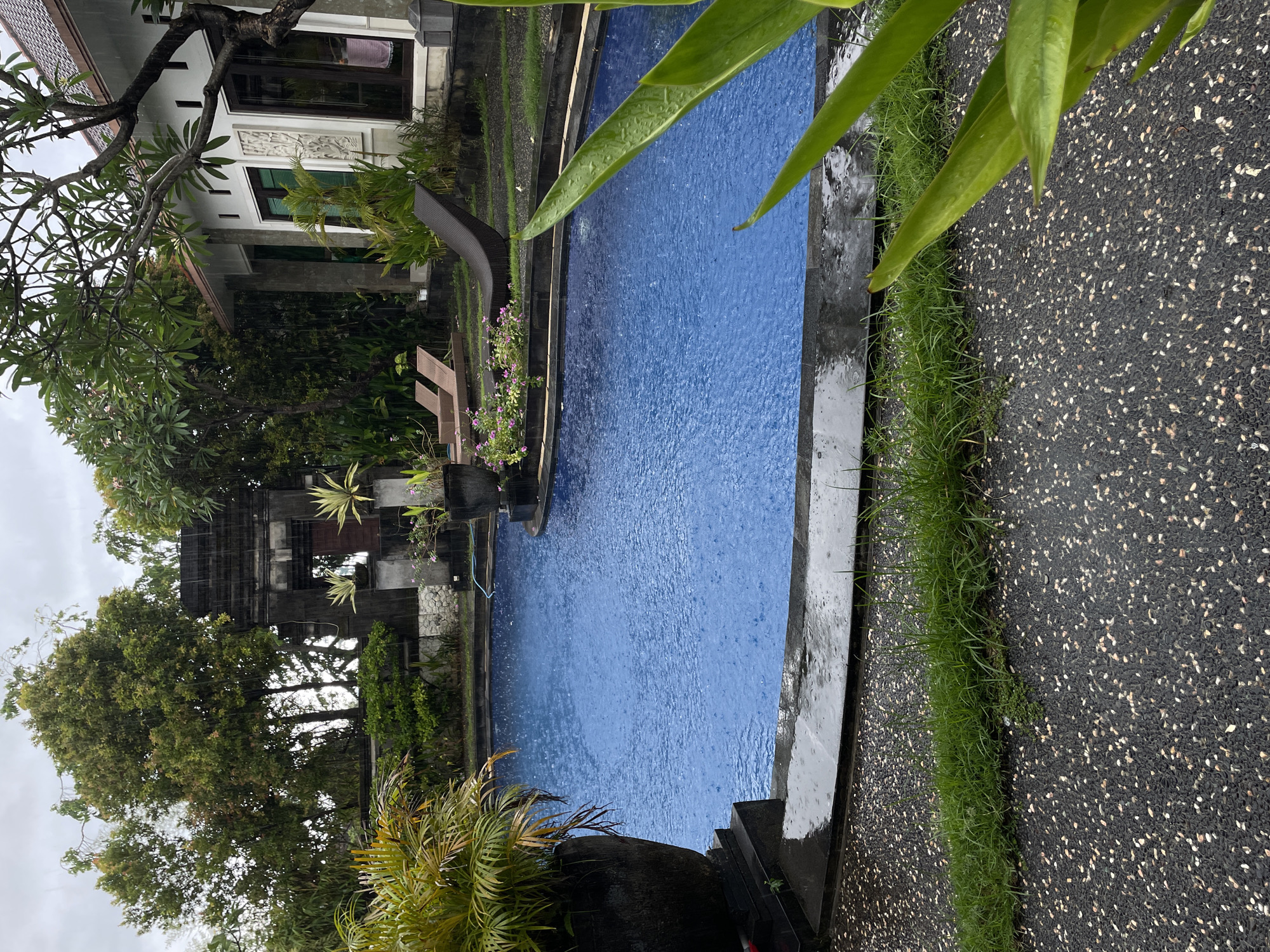 The image depicts a tranquil outdoor swimming pool area at a resort or hotel, likely in a tropical setting such as Kuta Selatan, Indonesia, as suggested by the location context. It is raining, with numerous raindrops visibly disturbing the bright blue surface of the swimming pool and making all outdoor surfaces appear wet.
The central feature is a rectangular, blue-tiled swimming pool. To the left of the pool, a light-colored building, possibly part of the accommodation, features dark-framed windows and an intricate decorative carving above one window, hinting at traditional Indonesian architecture. A large frangipani tree with dense foliage and visible branches stands near the building, its leaves wet from the rain. Two pool loungers are positioned beside the pool, one featuring a dark wicker-like texture. Further left and in the background, a darker, multi-tiered architectural structure, possibly a traditional temple gate or an ornate part of the resort's landscaping, is surrounded by lush green trees and plants.
To the right of the pool, a dark, pebbled pathway runs parallel to a narrow strip of vibrant green grass. Large, glossy green leaves from a foreground plant extend into the upper right of the frame, some bearing visible water droplets. The sky is overcast, providing soft, diffused lighting to the scene. The absence of people contributes to a serene and peaceful atmosphere, highlighting the natural beauty and architectural details of the resort during the rain. No visible text is present in the image.