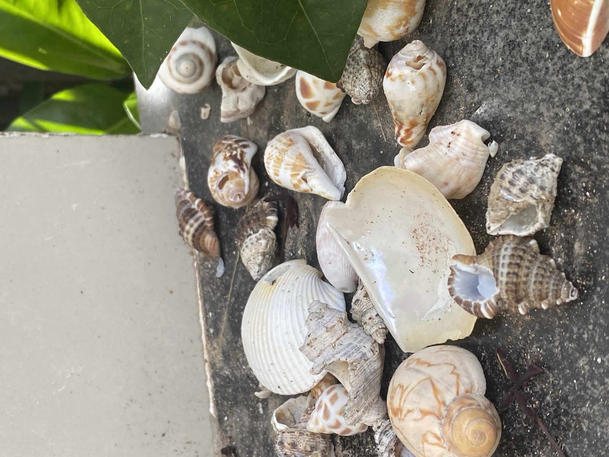 A collection of seashells lies scattered on a dark, textured surface, possibly a stone pathway or ledge, in Mũi Né, Vietnam. The seashells vary in size, shape, and color, with prominent examples including a large, ribbed white shell in the center-left, a translucent, iridescent shell to its right, and several smaller, spiral shells with brown and white patterns. Some of the shells are whole, while others appear broken or fragmented. In the background, a light-colored wall or building is visible, and a large green leaf overhangs the scene from the right, suggesting an outdoor, possibly coastal, environment. The lighting suggests it is daytime, with shadows cast by some of the shells and the leaf. There are no people or animals present in the image.