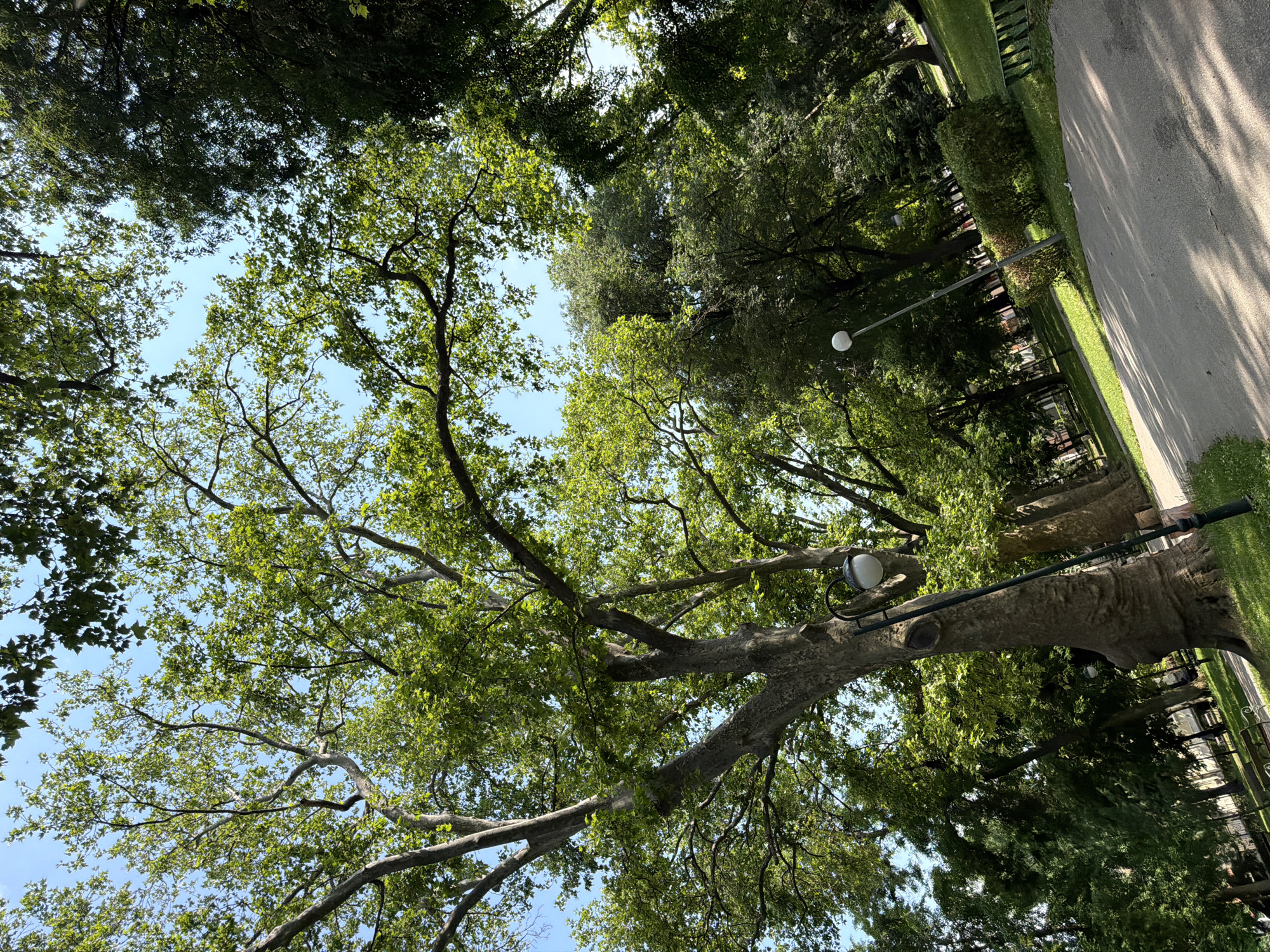 A slightly tilted, low-angle daylight photograph captures a serene urban park scene in Plovdiv, Bulgaria. The upper half of the image is dominated by a clear, bright blue sky, visible through the dense, lush green canopy of numerous large, mature deciduous trees. These trees, possibly plane trees, exhibit substantial trunks and widespread branches with ample foliage, filtering sunlight to create dappled patterns. In the immediate foreground, a prominent tree with a thick, gnarled trunk stands on the left. A black lamppost featuring a spherical white globe is affixed directly to this tree's trunk. Further along a winding, light-colored paved pathway, another identical lamppost stands independently on the right side of the frame. The pathway, stretching from the lower-left to the middle-right, is bordered by neatly mown green grass. A manicured hedge is visible to the right of the path in the midground. Partially visible park benches are situated in the shaded background areas. No individuals, animals, or explicit activities are present within the frame, portraying a quiet, well-maintained public green space in the city of Plovdiv.