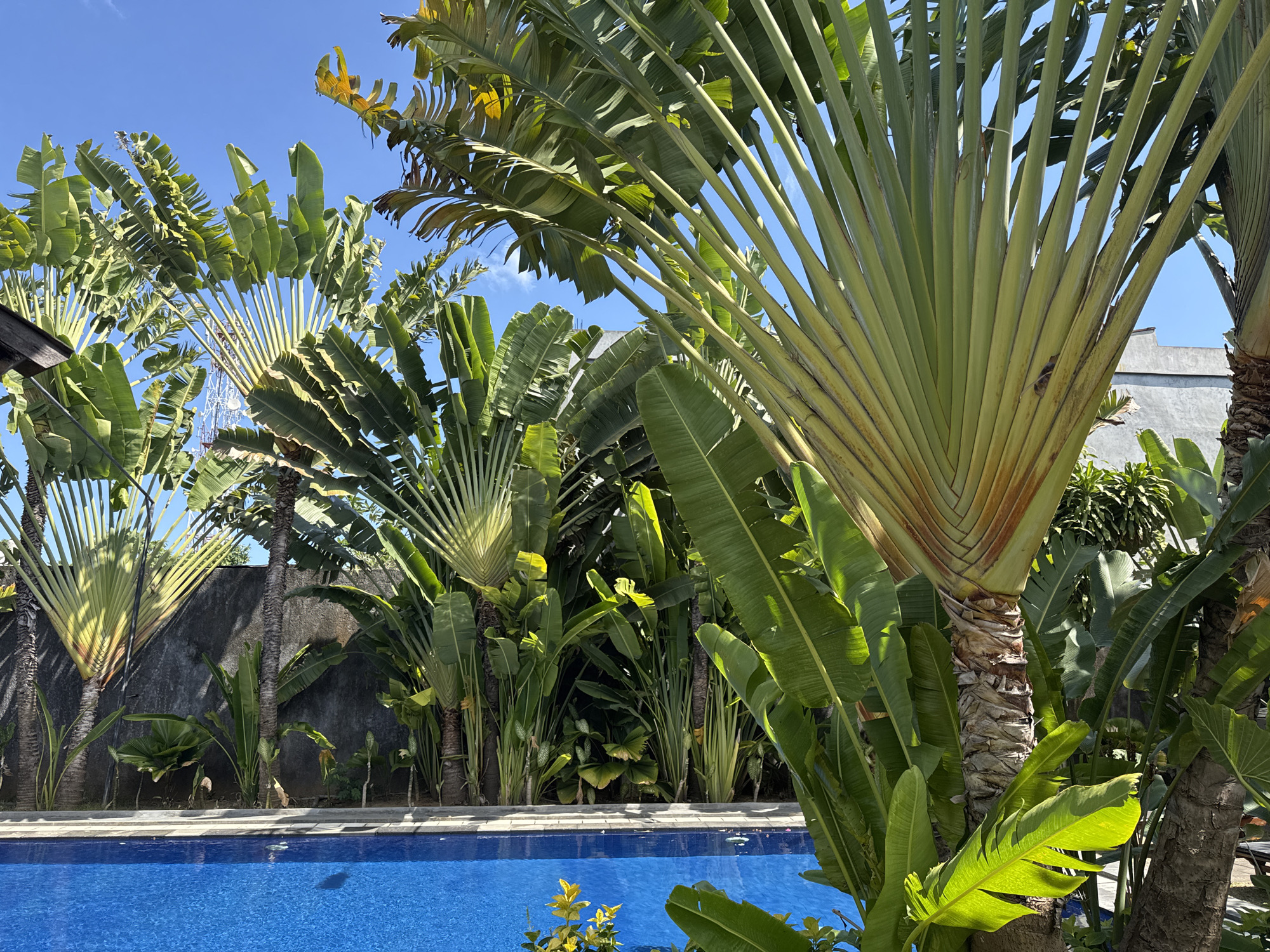 The image shows a swimming pool with bright blue water, bordered by a gray stone edge. Behind the pool, a lush tropical garden is visible, dominated by several large traveler's palm trees with their distinctive fan-shaped fronds. Smaller green plants and foliage fill the space between the palms. A textured gray wall forms the background. The sky above is clear and blue. This scene appears to be from a resort or private residence in Denpasar, Indonesia, characterized by the vibrant greenery and warm climate suggested by the flora and clear sky.