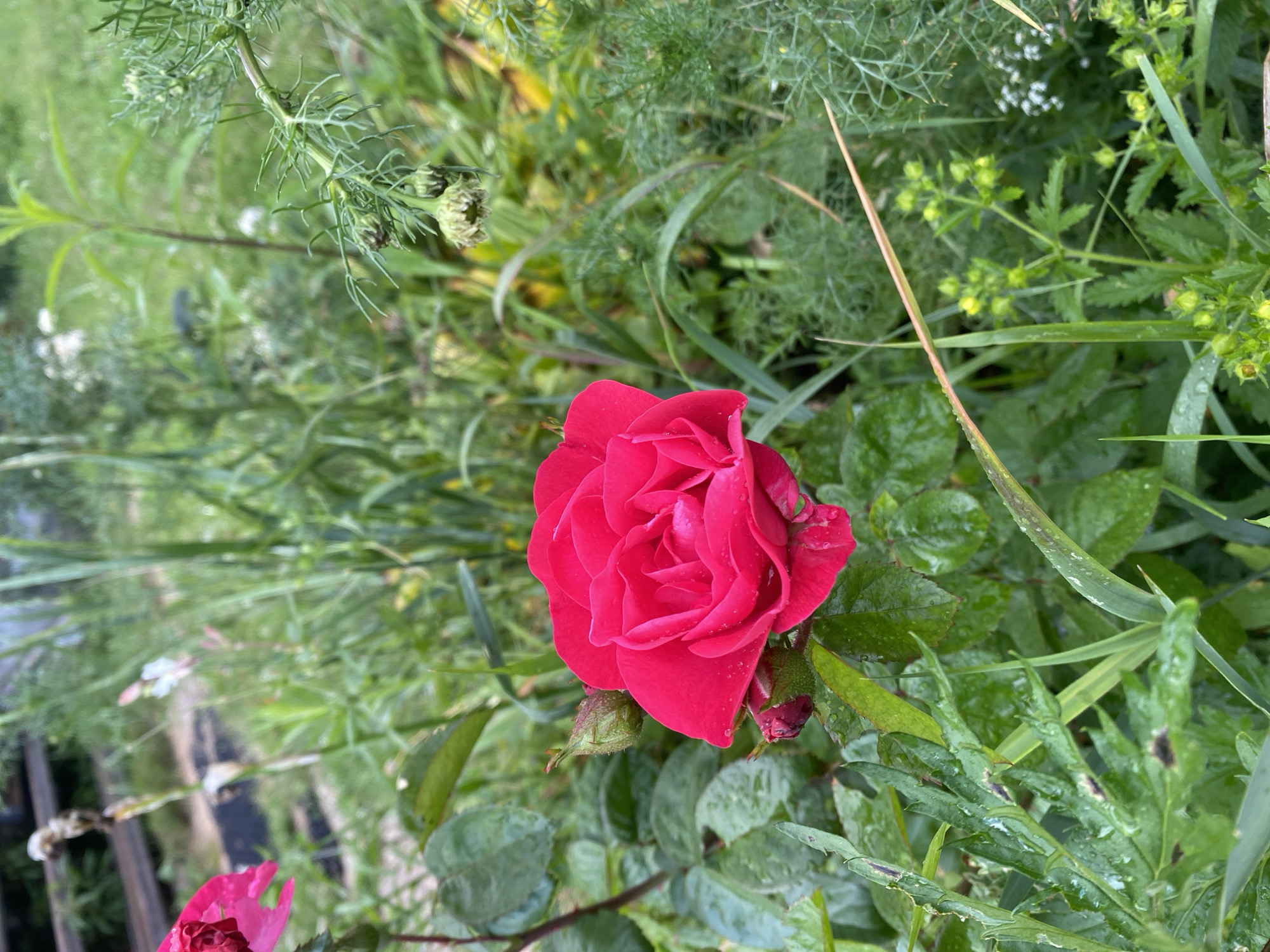 The image shows a close-up of a bright pink rose in a garden setting. The rose is fully bloomed and has several water droplets on its petals, indicating it may have recently rained or been watered. The background is filled with lush green foliage, including various leaves and smaller plants with tiny white and yellow flowers. Some of the leaves are darker green and appear wet. The overall scene suggests a natural, outdoor environment, likely a garden. There are no people or animals visible. The lighting suggests it is daytime, possibly after a rain shower. The location context provided is Lindo-Pustyn' (Kantaurovskii S/S), Russia. No text is visible in the image.