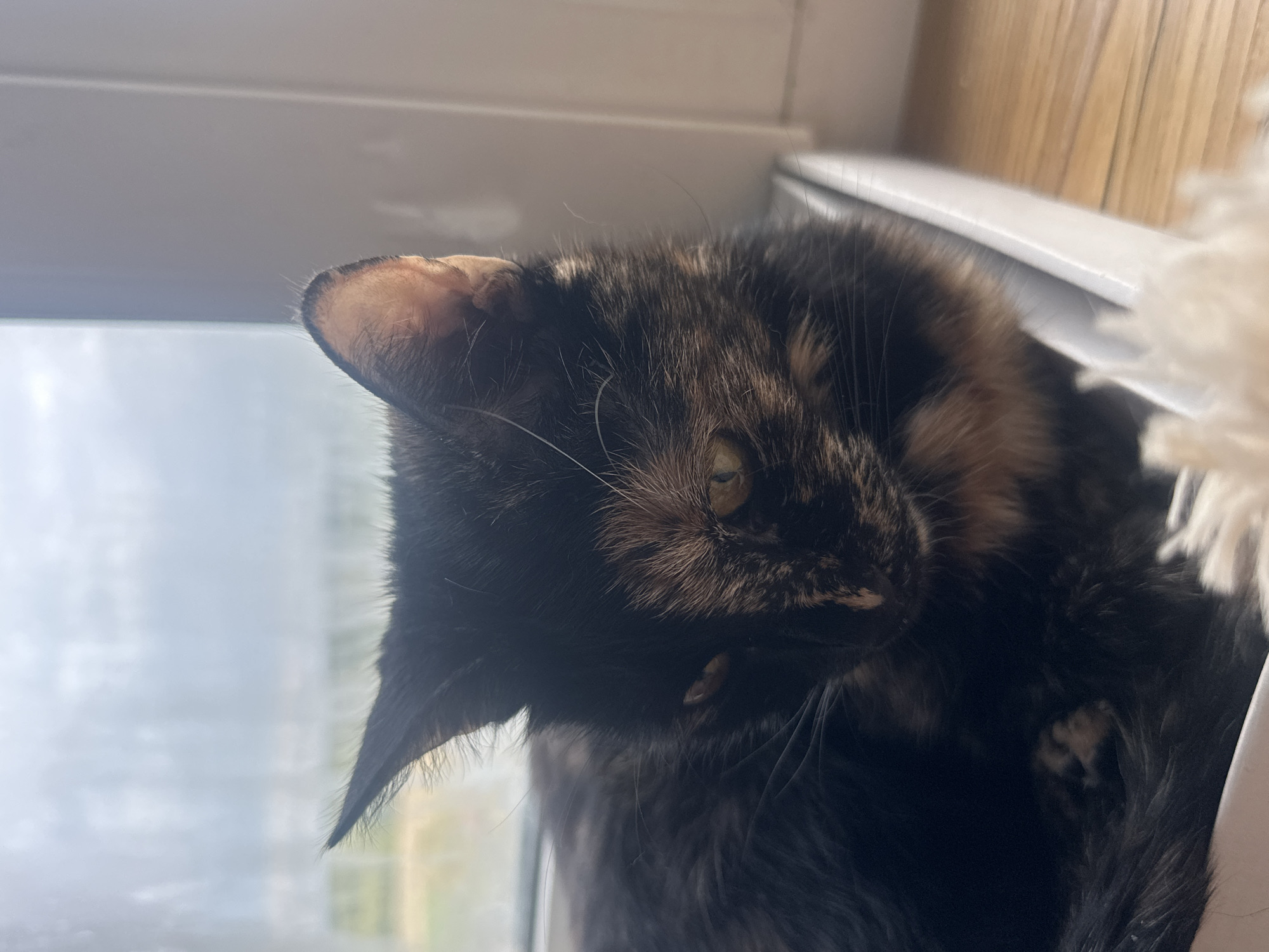 A tortoiseshell cat is resting on a windowsill in Virki, Russia. The cat is facing the viewer and its fur is a mix of black, brown, and orange. The cat's eyes are partially closed. The windowsill is white and appears to be made of plastic. In the background, there is a window with a view of a cloudy sky and some greenery. The floorboards are visible in the lower right corner of the image.