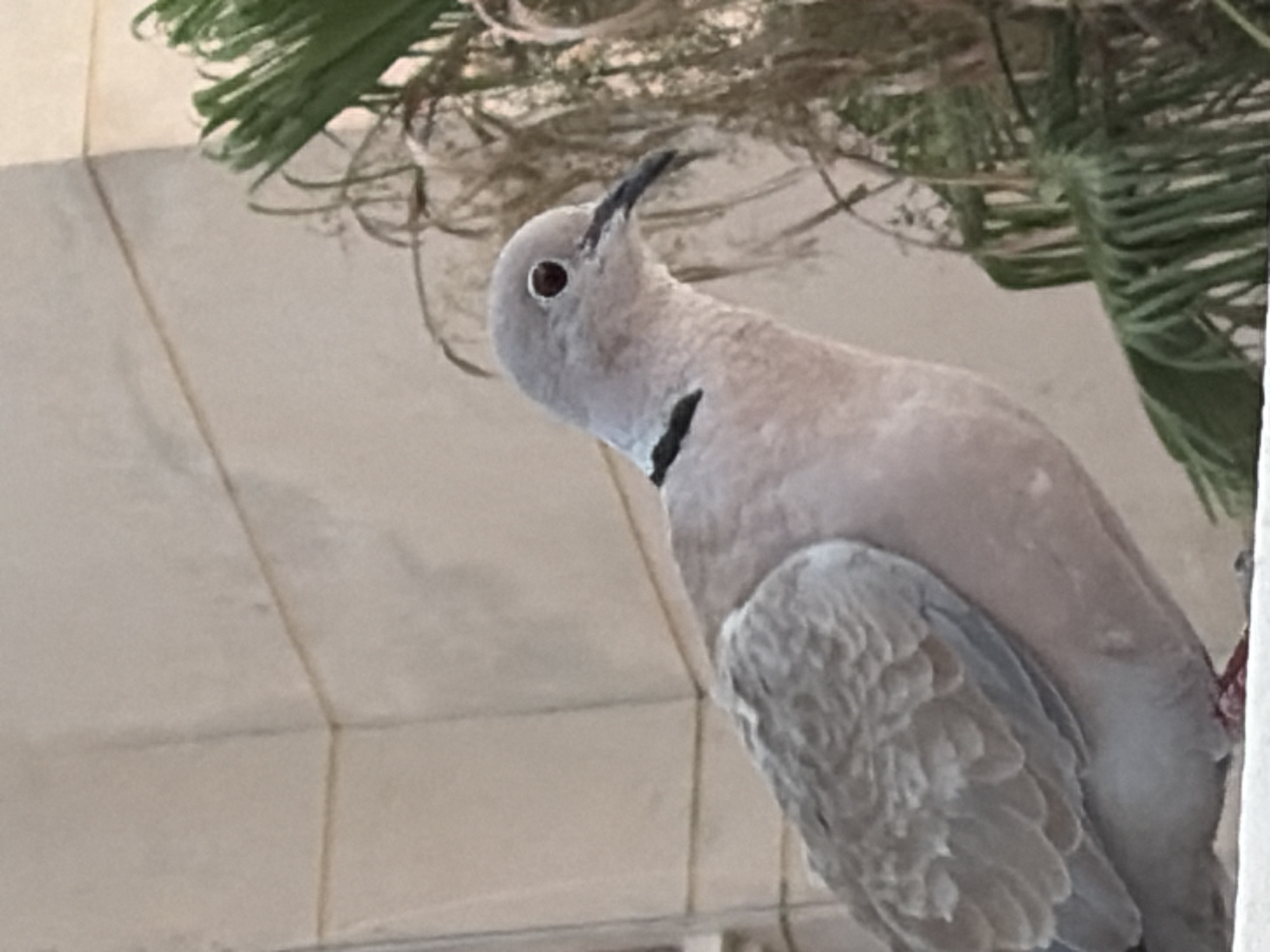A Eurasian Collared Dove, identified by its grey plumage, black collar, and red eye, is perched on a ledge, likely a building's windowsill or parapet, in Torrevieja, Spain. The bird is positioned in the foreground, with its body facing left and its head turned to the right, looking towards a cluster of green palm fronds that occupy the right side of the frame. The background consists of a muted beige building facade with visible horizontal and vertical lines, suggesting architectural features. The lighting suggests it is daytime, possibly late afternoon given the soft shadows. The overall scene is a naturalistic observation of wildlife within an urban setting in Torrevieja.