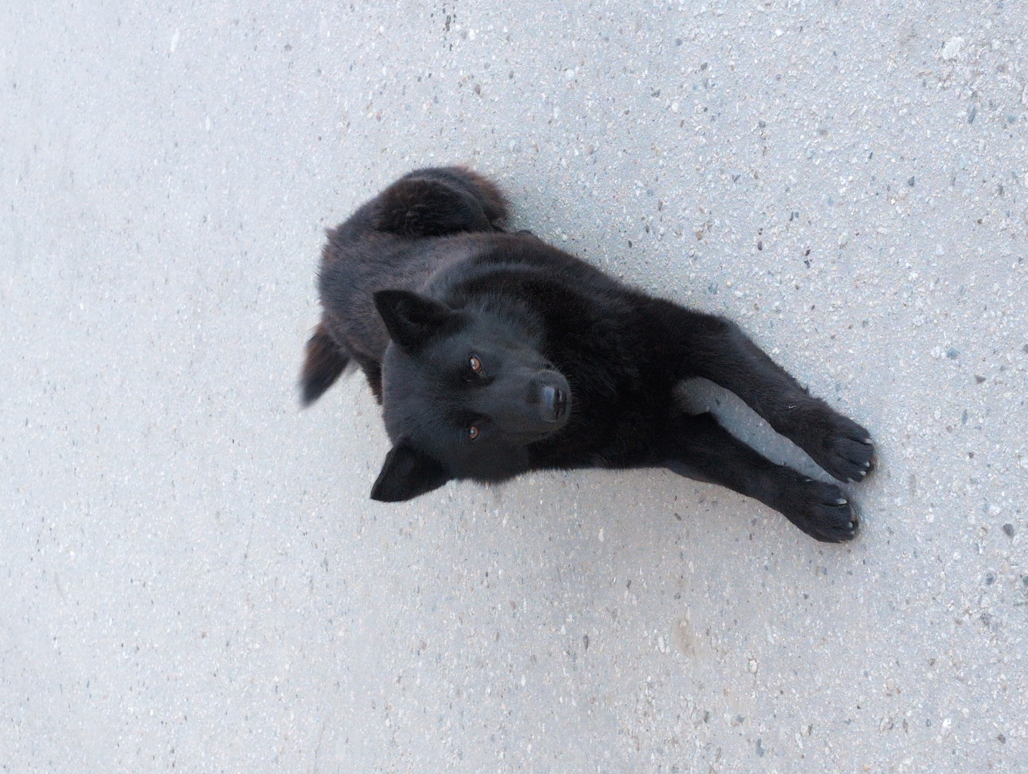 A black dog lies on light gray asphalt. The dog's head is turned to face the viewer, and its front paws are extended. The location appears to be outdoors. There is no indication of Izhevsk, Russia.