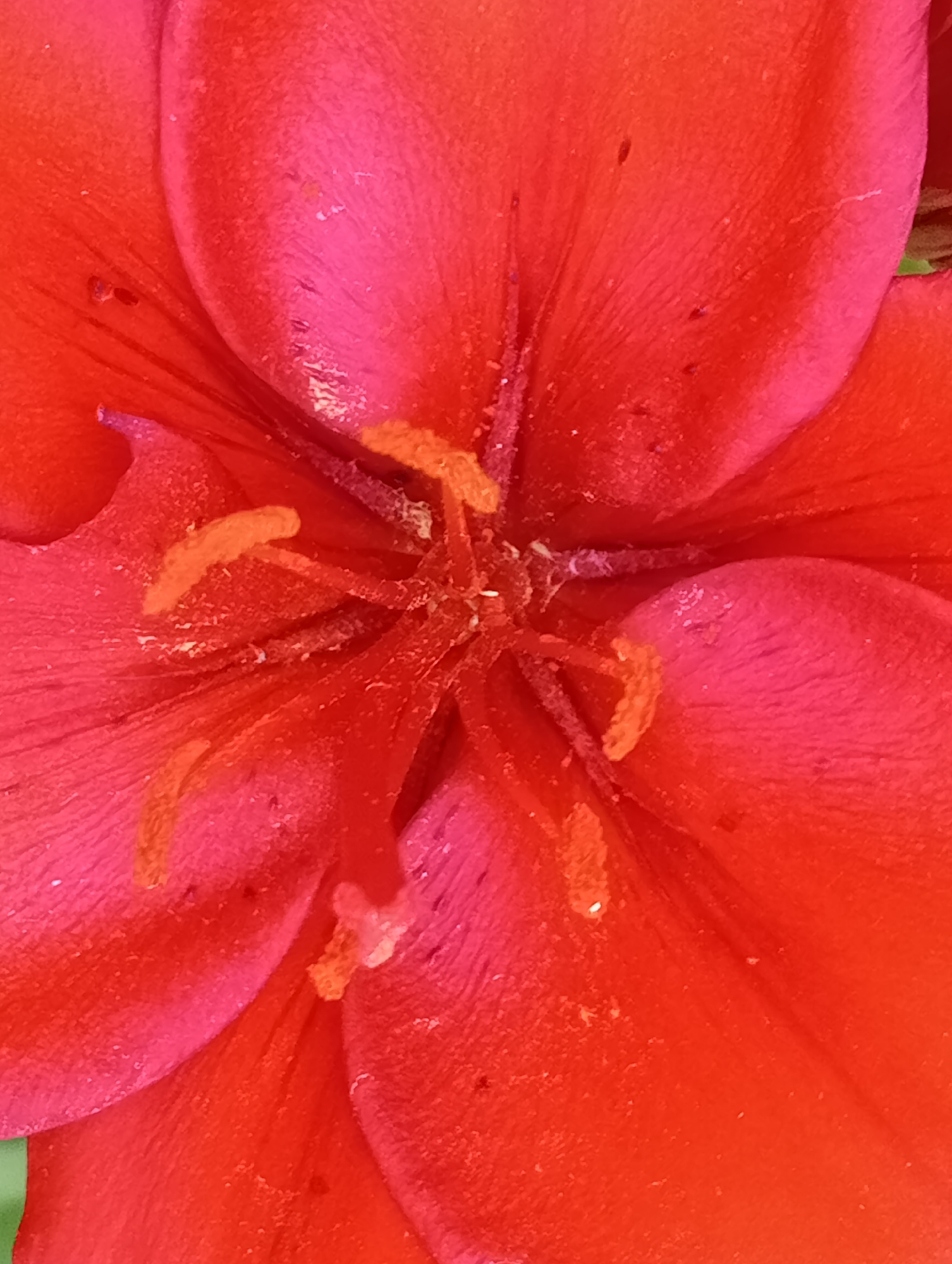 This is an extreme close-up, macro photograph of the stamen and petals of a vibrant red flower, possibly a lily or amaryllis. The image is dominated by shades of red and pink, with some orange-yellow at the tips of the stamen. The petals appear velvety with visible texture and small imperfections, such as tiny dark spots and some glistening moisture or pollen. The stamen, consisting of filaments and anthers, are arranged in a star-like pattern at the center of the flower. The lighting suggests a bright, natural setting, likely outdoors. There is a hint of green at the bottom left edge of the frame, suggesting foliage. This image does not depict any specific location within Saint Petersburg, Russia, nor does it contain any people, actions, or interactions.