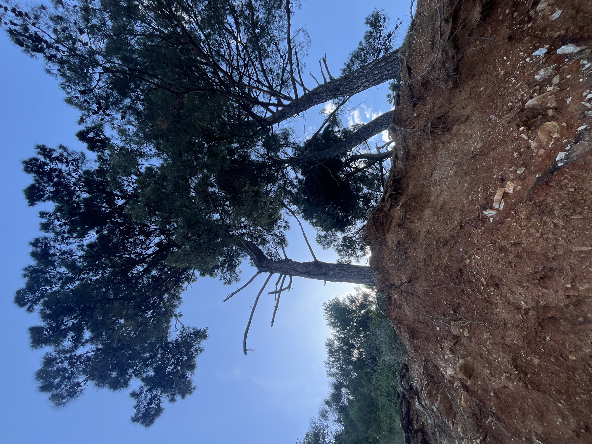 The image, taken in Budva, Montenegro, shows a view looking up from below a hillside. The primary subjects are several tall, coniferous trees rooted at the edge of a steep, reddish-brown dirt embankment. The trees' canopies are dense with dark green needles, silhouetted against a pale blue sky with scattered white clouds. The hillside consists of earth mixed with small rocks and exposed tree roots. Lower on the hillside, some green vegetation is visible.