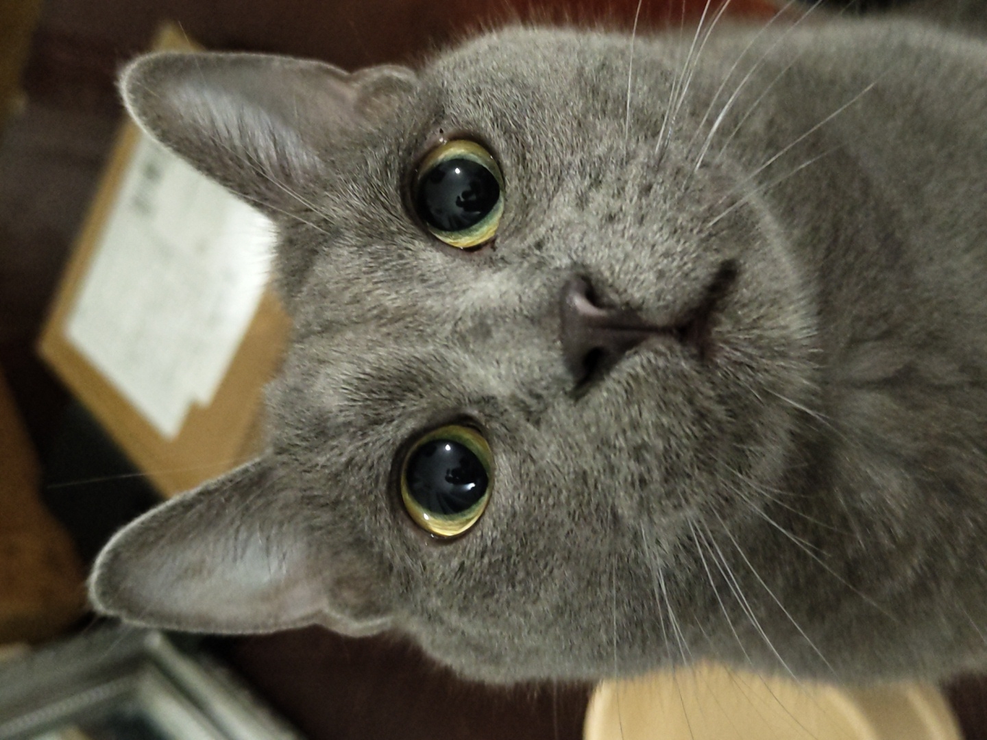 A close-up, head-on shot captures a grey cat's face, with its large, wide-open green eyes dominating the frame. The cat's ears are perked up, and its whiskers are prominently displayed. The background is softly blurred, revealing what appears to be a cardboard box and a hint of a framed object to the left. The lighting is direct, emphasizing the texture of the cat's fur and the reflections in its eyes. There are no discernible signs of a specific city or location.