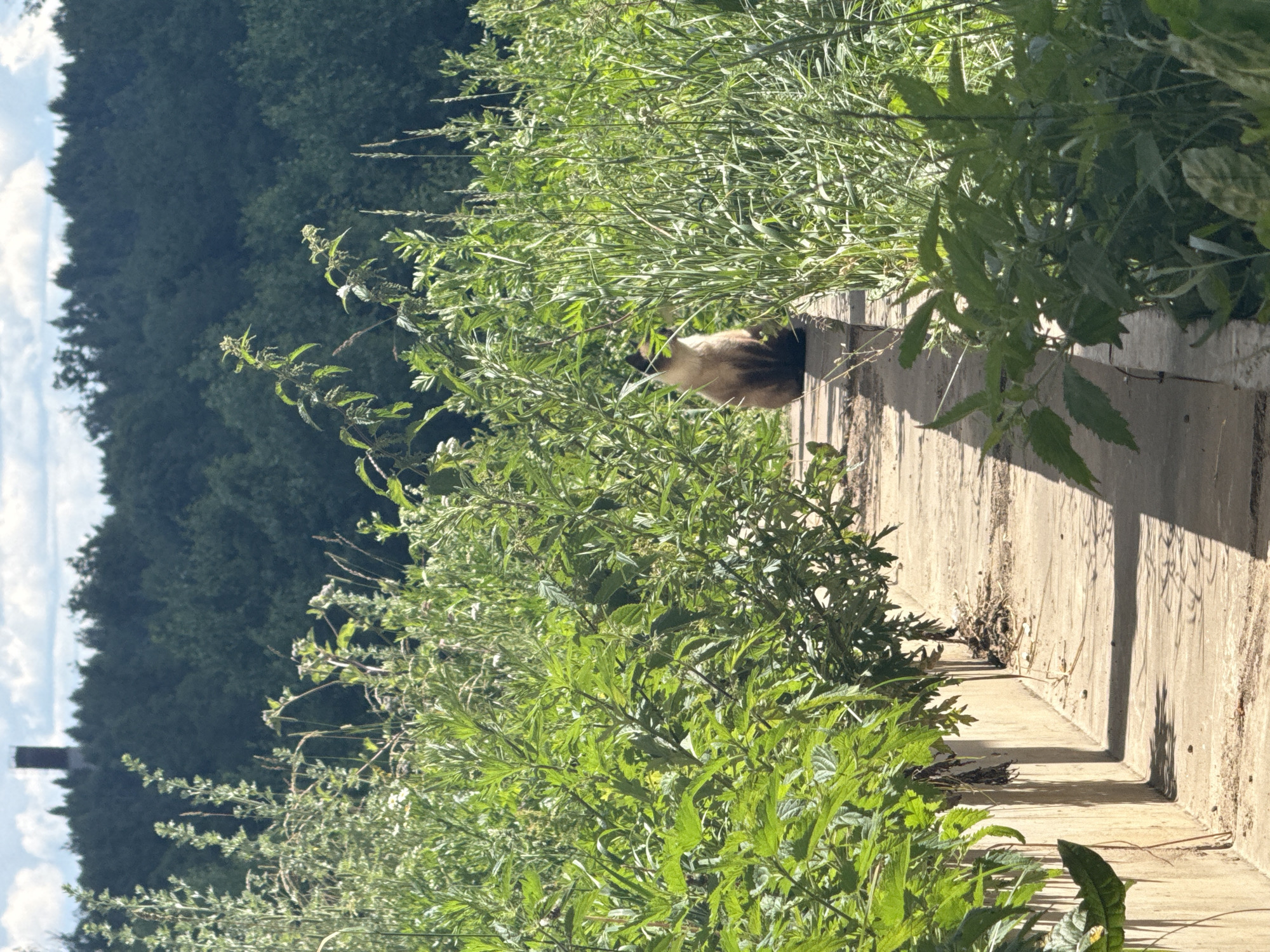 A Siamese cat is sitting on a concrete pathway surrounded by lush green vegetation. The pathway is bordered by low concrete walls and is illuminated by sunlight, casting shadows. In the background, a dense forest of trees stretches across the horizon, with a tall, dark, cylindrical structure, possibly a chimney or tower, visible above the treeline against a bright, cloudy sky. The overall scene suggests an outdoor environment, likely in a natural or semi-natural setting within or near the village of Sholokovo, Russia.