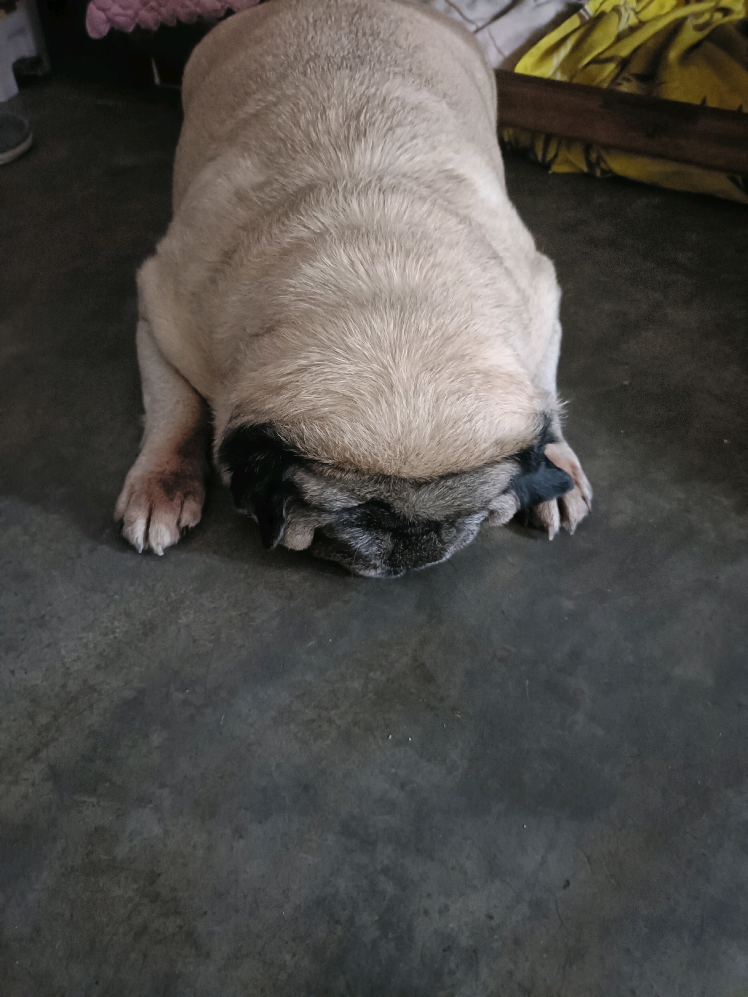 A fawn-colored pug dog is lying on a dark gray concrete floor. Its head is bowed and tucked between its front paws, obscuring its face. The dog's body is elongated and its fur is short. Behind the dog, a pink blanket is visible, along with a yellow fabric and a wooden plank. The scene appears to be indoors, in a location likely within Mohanlalganj, India.