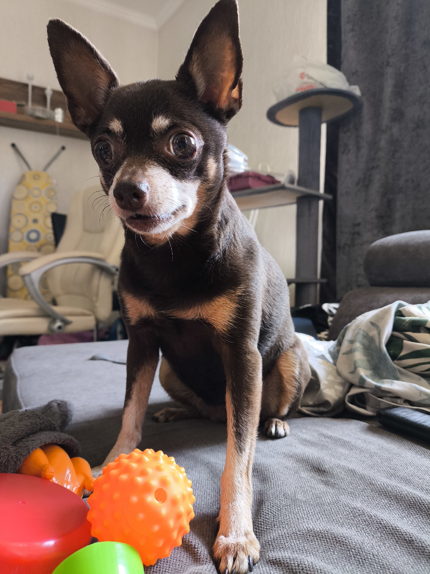 A brown and tan Chihuahua dog is sitting on a gray couch. The dog is looking directly at the camera with its mouth slightly open. In front of the dog are several colorful dog toys, including an orange spiky ball and a red disk. Behind the dog, there is a cat tree and a shelf with various items. The setting appears to be indoors in a residential area in Kaliningrad, Russia.
