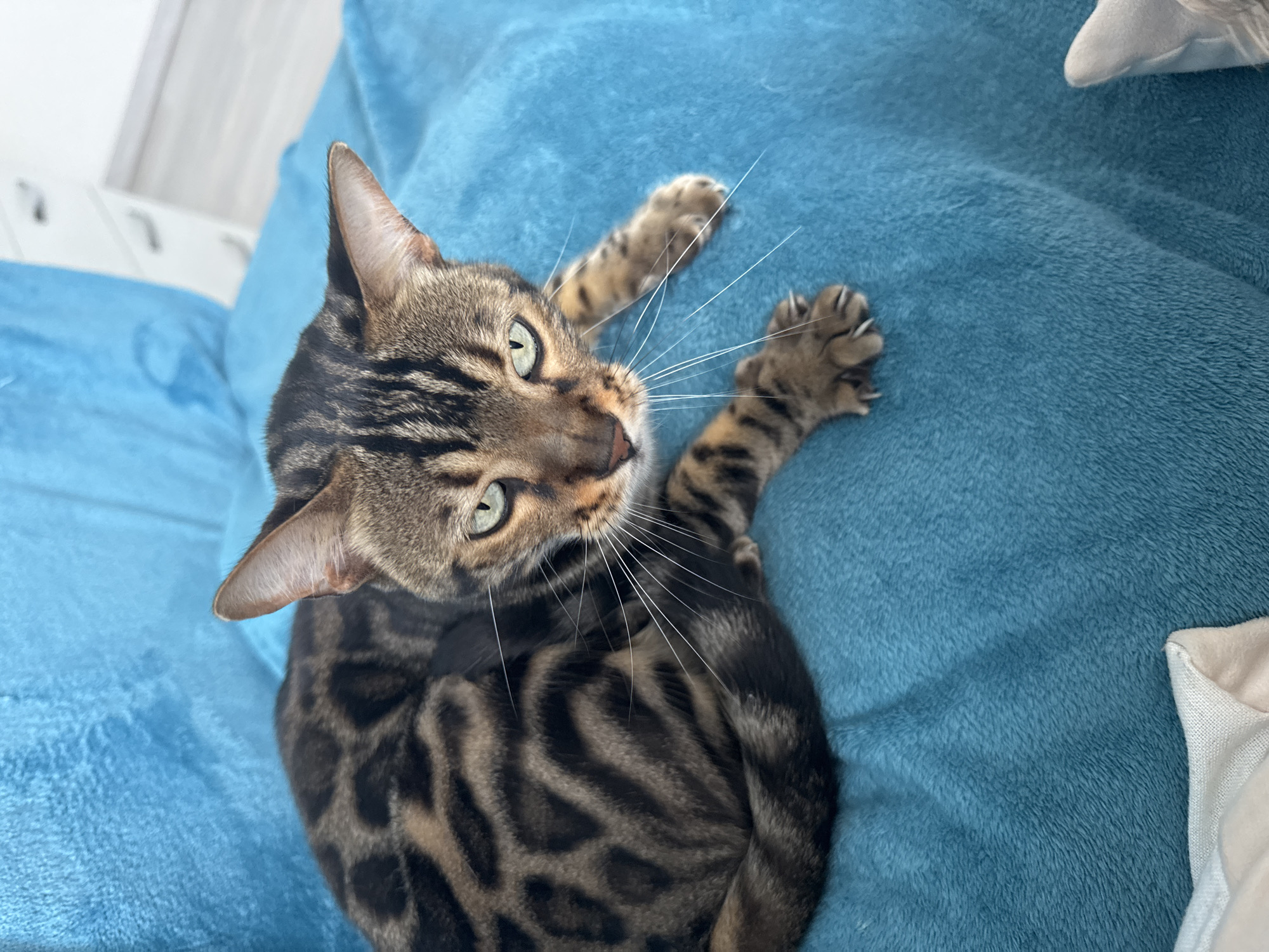 A Bengal cat with distinctive rosettes is resting on a turquoise blanket. The cat's fur is a mix of brown, black, and tan. Its eyes are green and it is looking directly at the camera. The cat's paws are visible, with its claws slightly extended. In the background, a white dresser with drawers and a light-colored floor can be seen. The scene appears to be indoors, likely in a domestic setting within Agios Tychona Community, Cyprus.