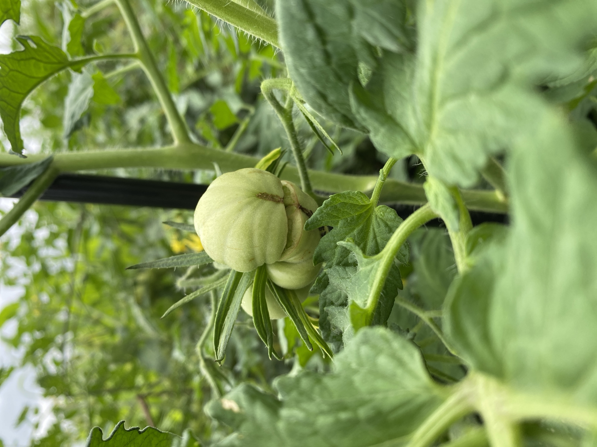 A close-up, low-angle shot shows a cluster of immature, pale green tomatoes on the vine. The tomatoes are plump and have a slightly ribbed texture, with green sepals extending from their tops. The vine is supported by a dark stake, visible in the upper left quadrant. Lush, green foliage from other tomato plants fills the foreground and background, creating a soft, blurred backdrop. The lighting suggests an overcast day. The scene is situated outdoors in a garden.