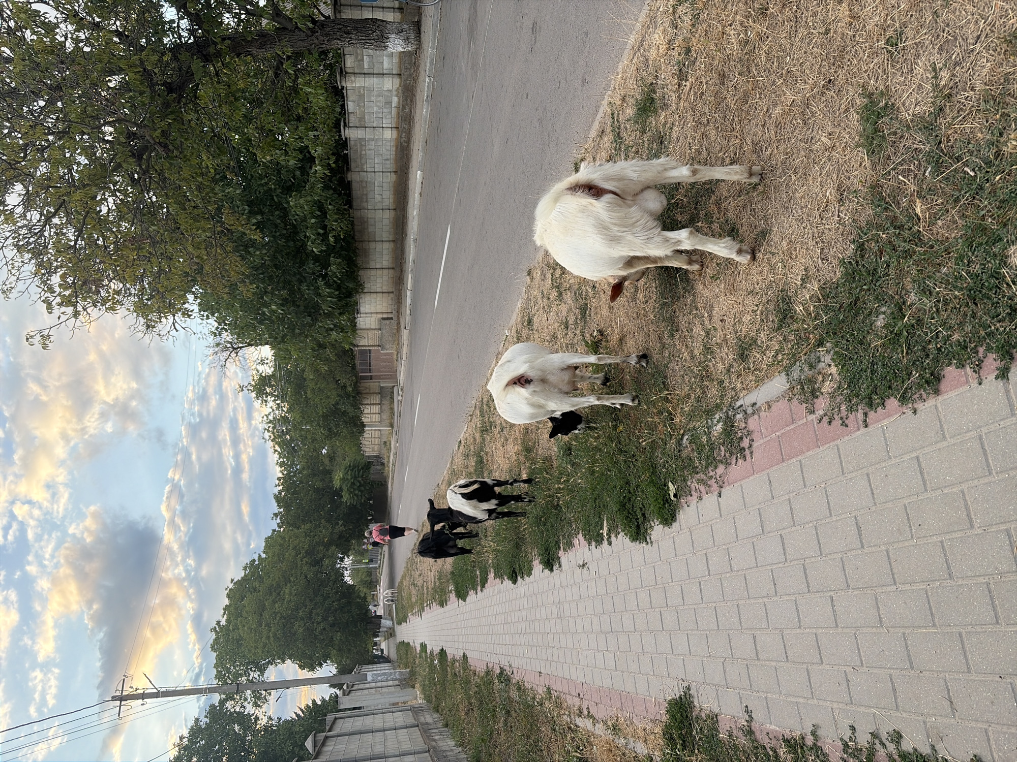 In Oxentea, Moldova, a paved sidewalk runs alongside a two-lane asphalt road. Several goats are grazing on the dry grass and weeds at the edge of the road. Two of the goats, white with some black markings, are facing away from the camera, while another black goat stands further down the sidewalk. In the background, two people are walking on the sidewalk. The sky is partly cloudy with patches of blue. A line of trees and fences borders the opposite side of the road. Power lines and poles are visible on the left side of the image.