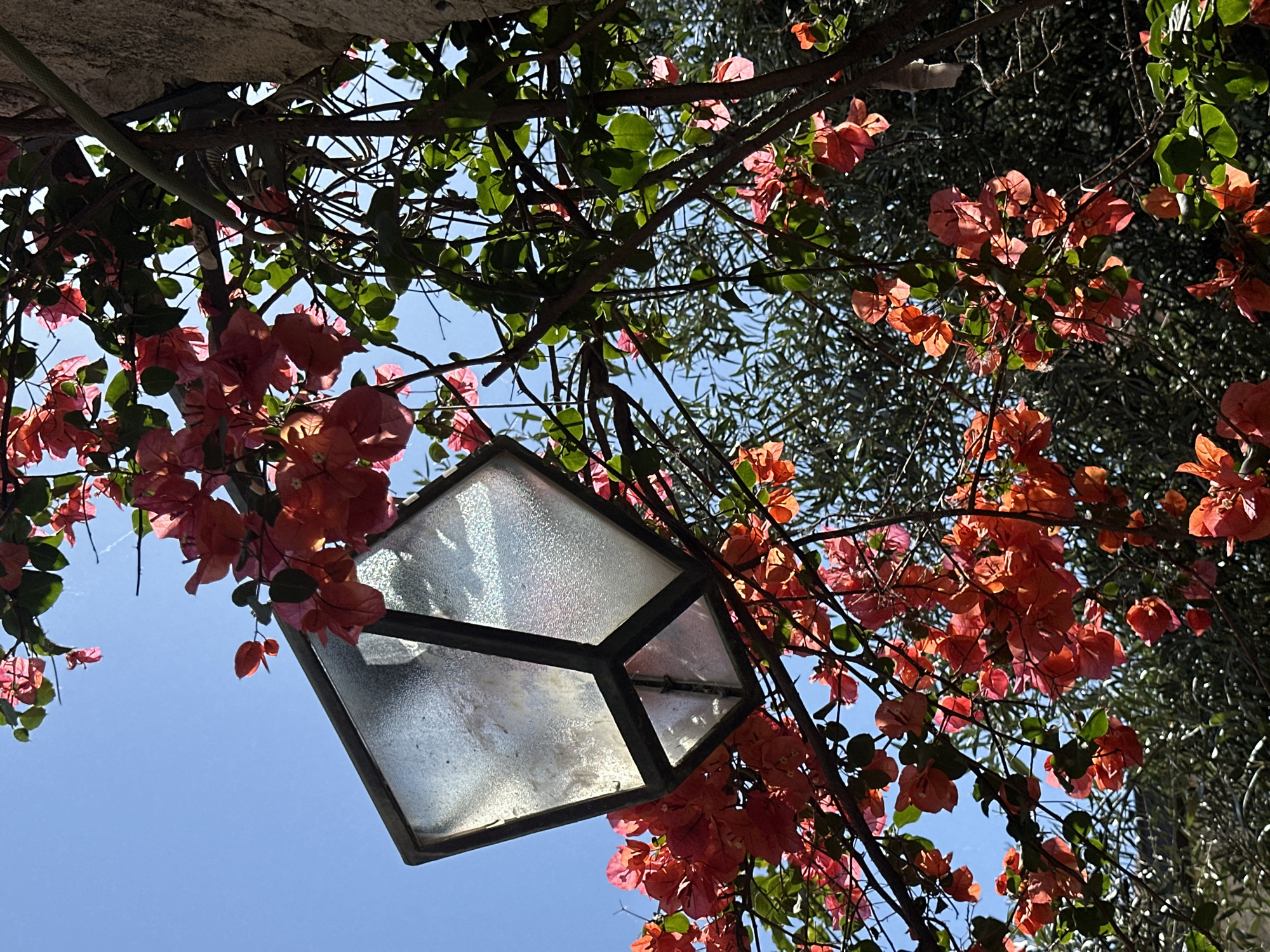 A low-angle shot shows a lantern surrounded by flowering bougainvillea and leafy foliage. The lantern is suspended from a tree branch, its glass panes appearing textured and somewhat translucent. The bougainvillea flowers are a salmon pink/coral color and are densely clustered. Green leaves intermingle with the flowers. The sky is a clear blue, visible through the branches and flowers. The architectural element in the upper-left corner of the frame suggests this might be in an urban or residential setting. The image possibly depicts a scene from Budva, Montenegro, given the bougainvillea and architectural setting.
