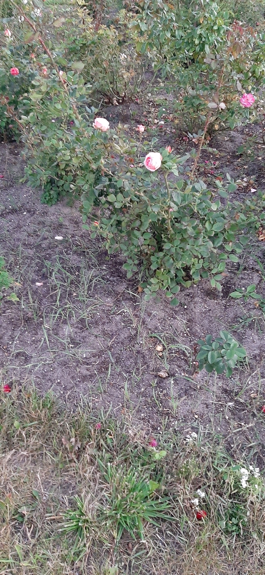 A vertical, medium shot shows a garden with several rose bushes in bloom. The roses are primarily pale pink and white, with a few scattered red buds. The bushes are densely leafed with green foliage and thorny stems. The ground is covered with dark, dry soil, interspersed with patches of dry grass and some green shoots. There are fallen rose petals on the ground. The scene is outdoors, suggesting a park or private garden. The lighting is natural, indicating daylight. There are no people or animals visible in the image. The overall impression is of a well-maintained but slightly overgrown rose garden.