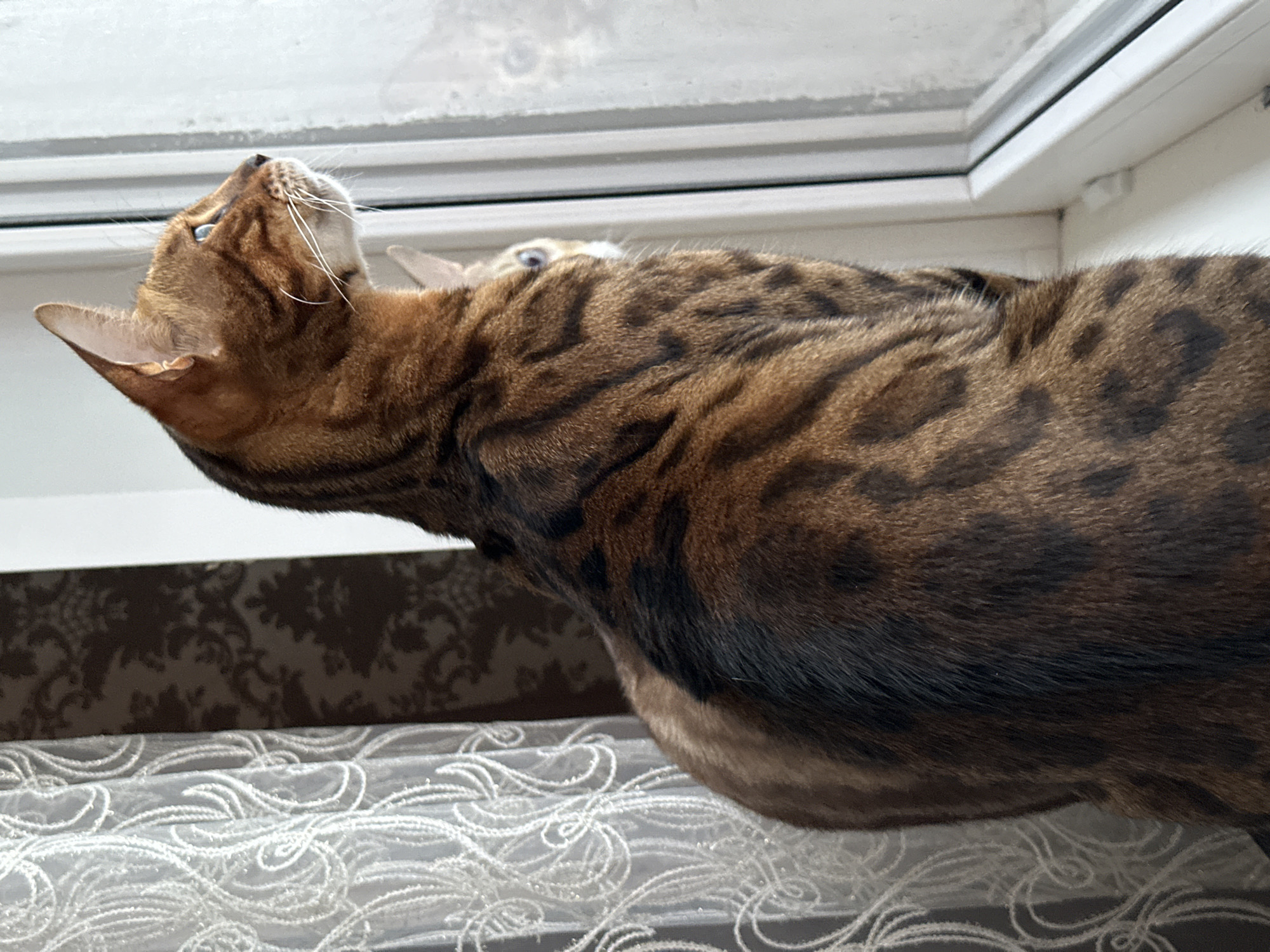 A Bengal cat sits on a windowsill in a domestic setting. The cat is predominantly brown with distinct black spots and stripes. It is looking out a window, which appears to be frosted or smudged, suggesting a cold environment. To the left of the cat, a sheer white curtain with an ornate pattern is visible. Behind the cat, dark wallpaper with a damask pattern can be seen. Another cat's head, partially obscured, is visible behind the main subject. The windowsill is white and a portion of the window frame is visible. The image was taken in Energetik, Russia.