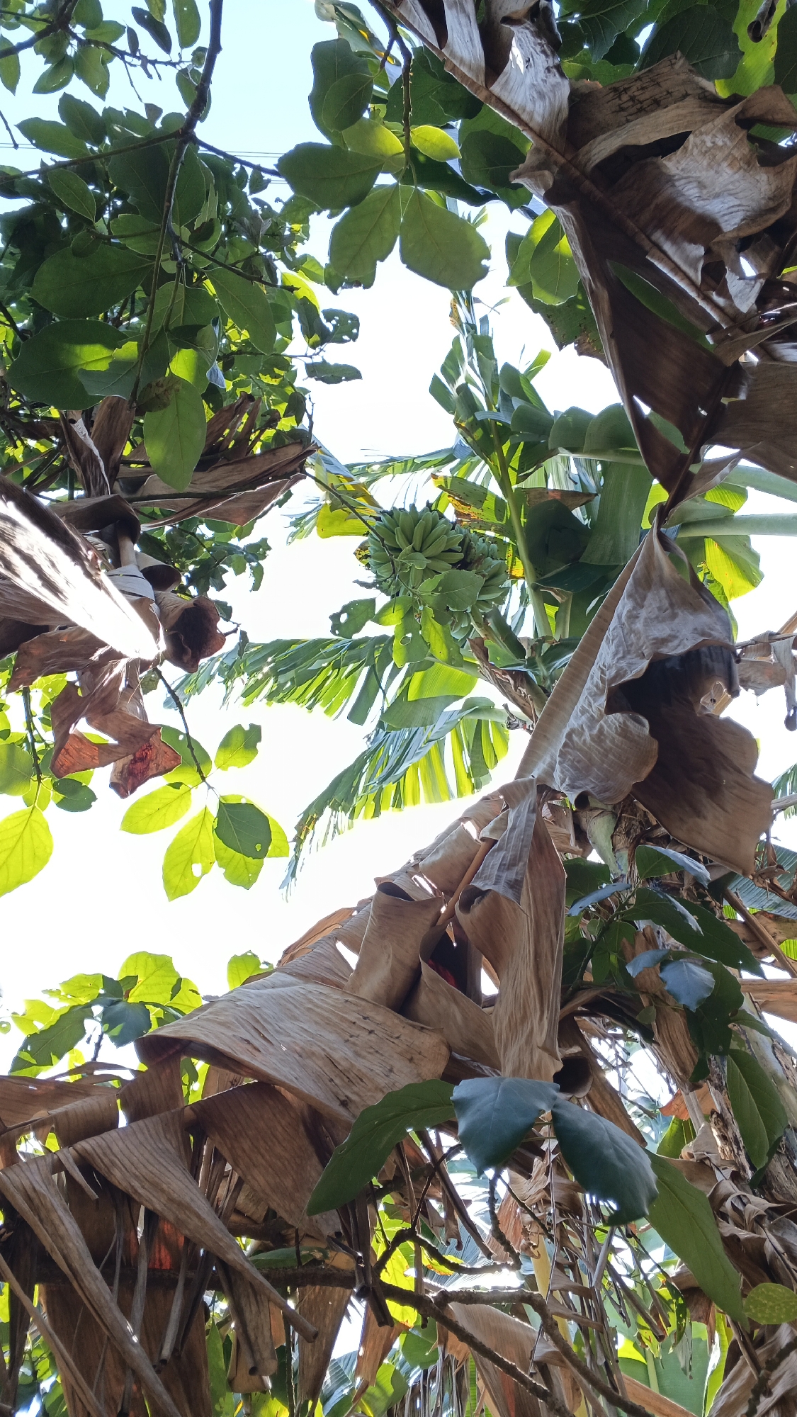 This is a close-up, low-angle shot looking up through the canopy of a banana tree in Karangjati, Indonesia. The image is dominated by the large, dry, brown leaves of the banana plant, some of which are tattered and curled. Interspersed among these are vibrant green leaves and stems from both the banana plant and another nearby tree. A bunch of green, unripe bananas hangs from a branch of the banana tree in the upper center of the frame. The background is a bright, blown-out sky, suggesting a sunny day. The lighting creates harsh shadows and highlights on the leaves. There are no people or animals visible.