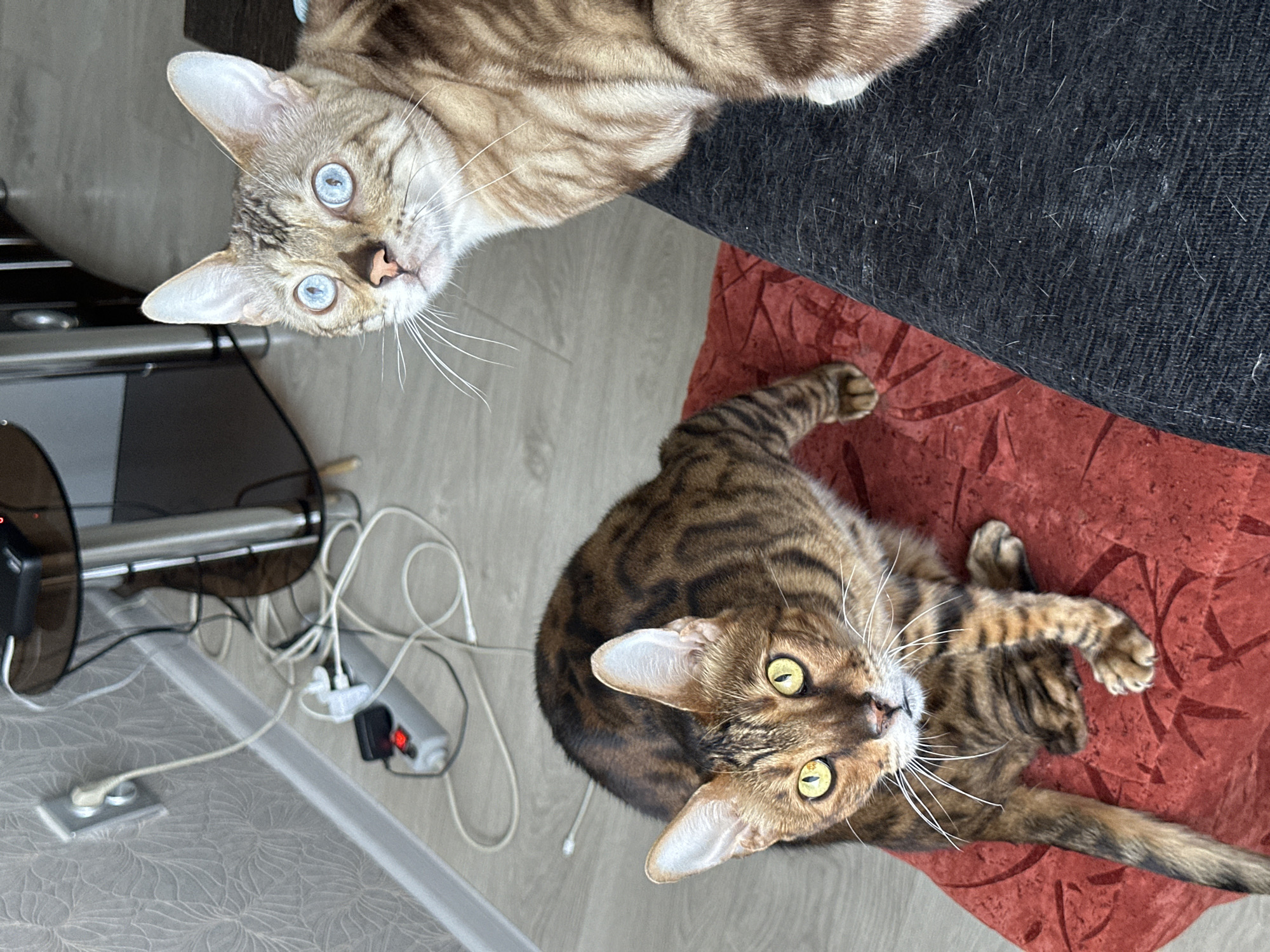 In an indoor setting, two Bengal cats are the primary subjects. One cat, with brown and black tabby markings and striking yellow eyes, is positioned on a textured red surface, its body facing left and head turned towards the camera. The other Bengal cat, with lighter brown and black tabby markings and bright blue eyes, is partially visible on the right side of the frame, its head also turned towards the viewer. The background reveals a grey patterned wallpaper, a power strip with several cables connected to electrical outlets, and a piece of furniture with a dark, textured surface, possibly a couch, where the second cat is resting. The flooring is a light-colored wood laminate. The image composition suggests a casual, domestic environment, with no indication of the specific location being the city of Gornyi Erik, Russia.