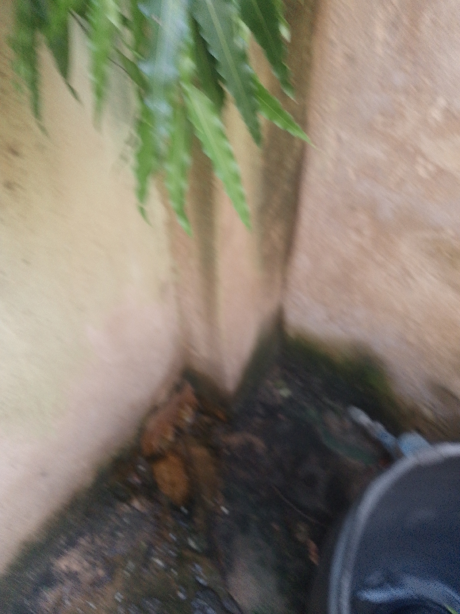 An out-of-focus, close-up shot shows the corner of an outdoor area. Green leaves are visible in the upper left, obscuring a light-colored wall that extends into the background. The ground in the lower portion of the image is dark and appears wet, with some brown debris. A dark rim of a bucket is visible in the lower right corner, with a blue object partially submerged in the dark ground nearby. The overall impression is of a corner of a garden or yard, possibly near a structure.