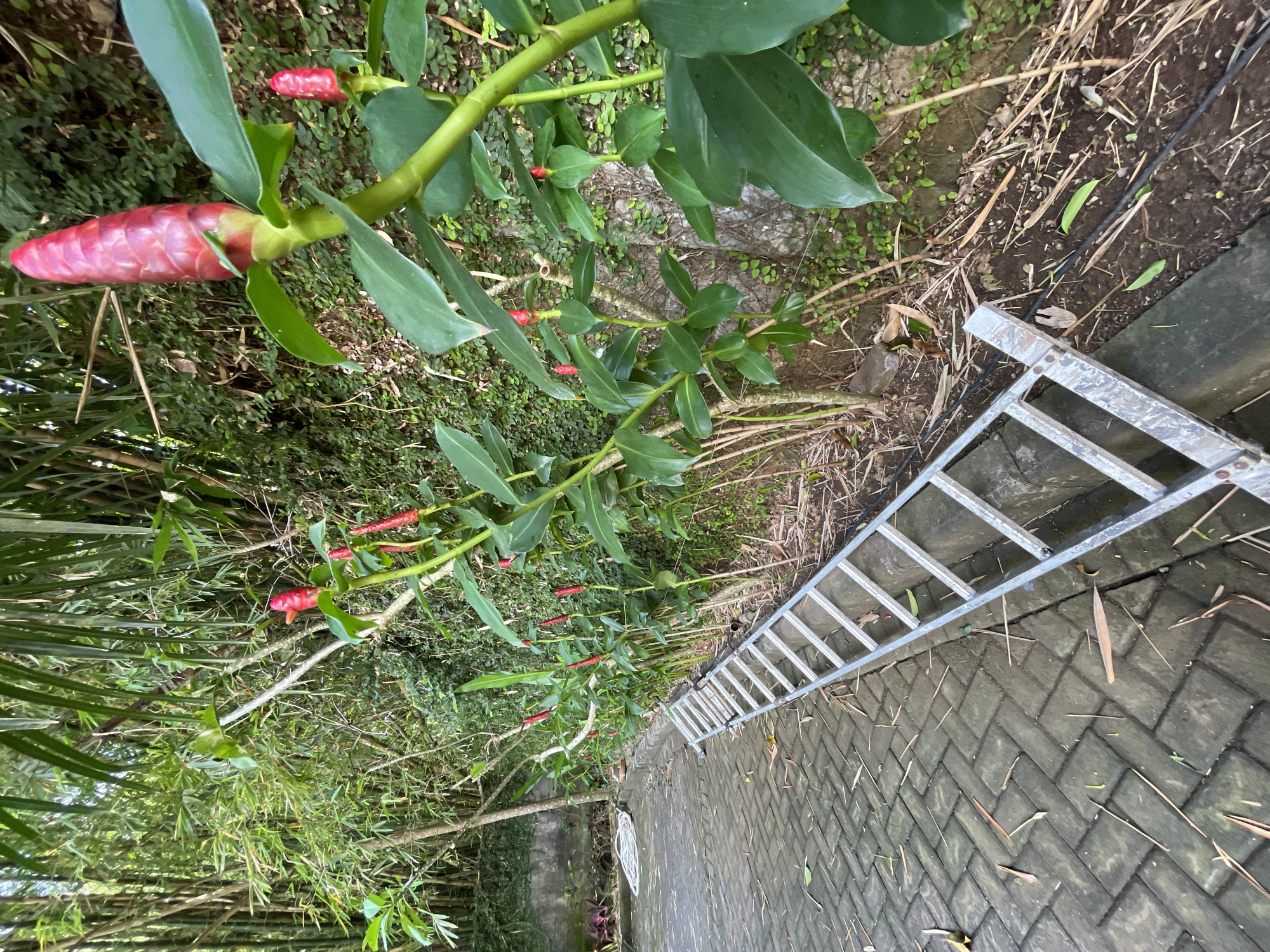 The image depicts a garden setting in Kuta Selatan, Indonesia. A ladder leans against a brick pathway. Adjacent to the pathway, there's a garden bed with various plants, including bamboo and red ginger (Alpinia purpurata). The soil surface is covered with dry leaves and debris. No people are visible.