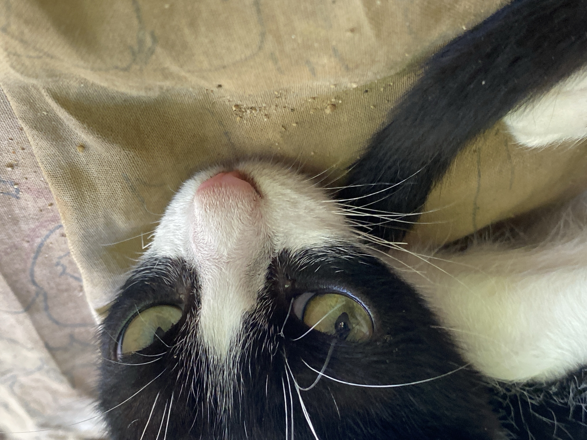 The image is a close-up, eye-level shot of a black and white cat's face, resting on a tan fabric surface. The cat has green eyes, a pink nose, and prominent white whiskers. Its fur is a mix of black and white, with black fur covering its head and a white patch extending down its face and chest. The fabric beneath the cat appears to be slightly textured and worn, with some small debris scattered on it. The background is out of focus, suggesting a shallow depth of field. The overall impression is one of a relaxed or sleepy animal in an indoor setting. No specific details about the city of Tinaquillo, Venezuela, are visible or implied in the image.