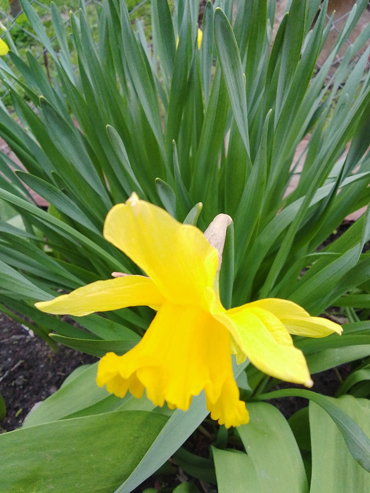 The image presents a close-up view of a vibrant yellow daffodil in bloom within an outdoor garden setting in Khlevnoye, Russia. The bright daffodil flower dominates the foreground, featuring prominent, overlapping yellow petals that flair outwards, encasing a ruffled, deeper yellow trumpet-shaped corona at its center. The flower is positioned slightly off-center, facing downwards and to the right, highlighting its distinct form and cheerful color.
Behind the main flower, a dense mass of long, slender, dark green leaves provides a lush backdrop. These foliage elements are characteristic of daffodil plants, appearing upright and blade-like, creating a rich texture throughout the midground and upper sections of the image.
The lighting is natural and appears to be soft and diffused, suggesting either an overcast day or the flower being in partial shade during daytime, likely late morning or early afternoon. This gentle illumination prevents harsh shadows and brings out the vividness of the yellow flower and the greenery. A small section of dark, moist soil is visible at the bottom left, indicating the plant's rooted environment. Faint hints in the background, particularly in the cropped sections, suggest the presence of a light-colored fence, possibly a chain-link fence, delineating the garden space. The scene captures the essence of spring, showcasing the natural beauty of the flowering plant. No visible text is present in the image.