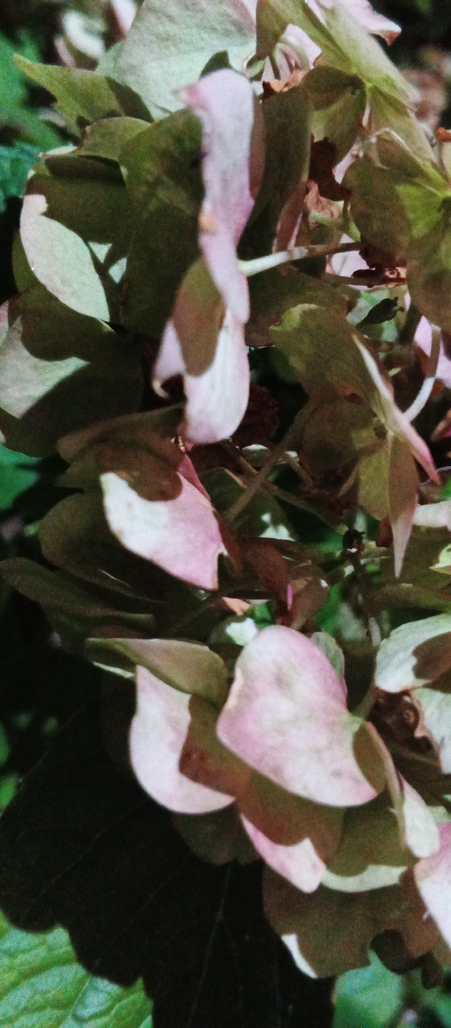 This is a close-up, vertical, medium-shot photograph of a cluster of hydrangea flowers and leaves. The petals are predominantly a muted pink and pale green, with some darker brown areas indicating fading or decay. The leaves are a dark green, some catching the light and showing veins. Shadows are cast across the foliage, suggesting a sunny day. The image is slightly out of focus and grainy. The setting is outdoors, likely a garden. There is no indication of the city of Mukachevo, Ukraine, or any people present.