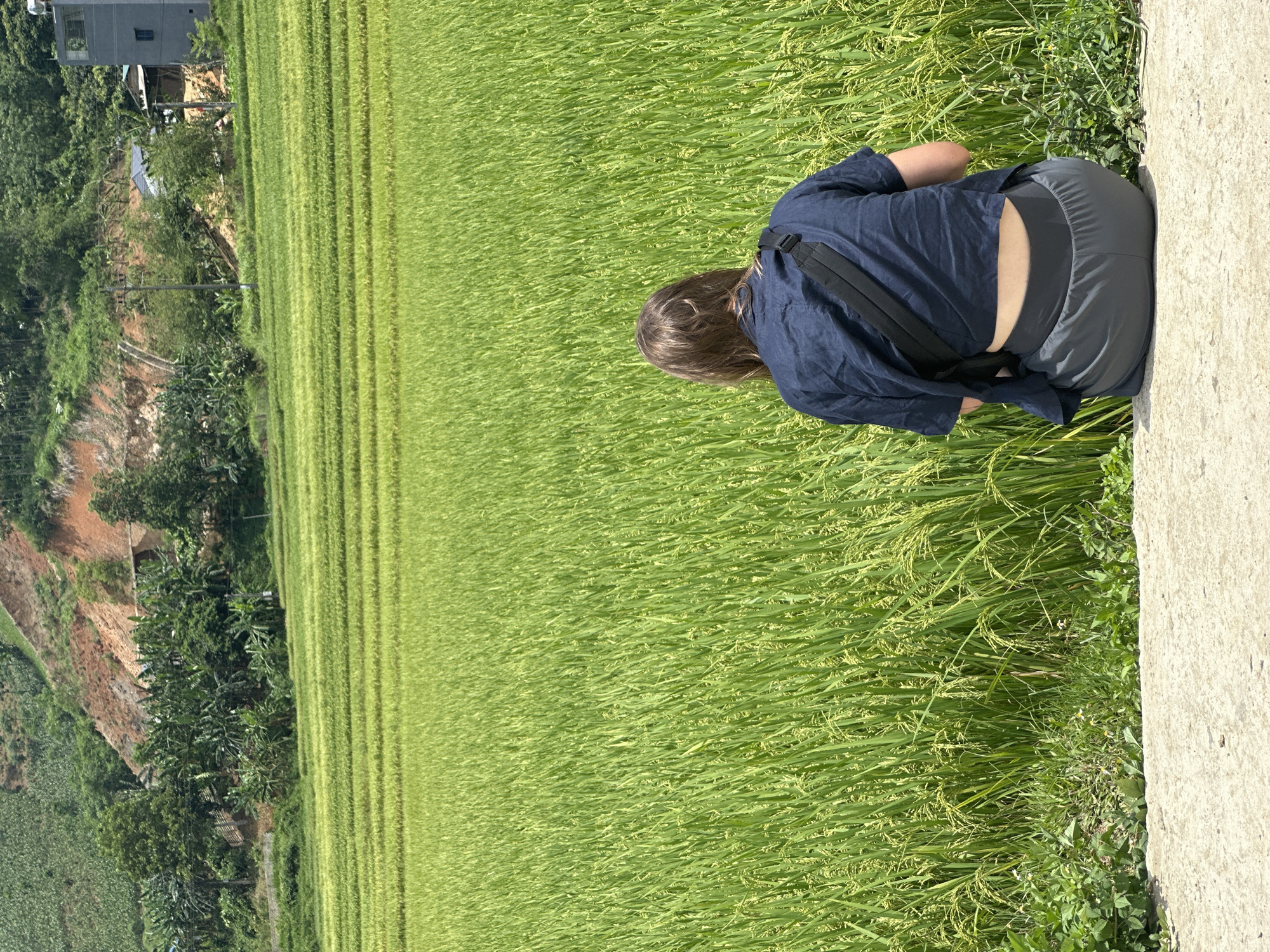 This vertical image depicts a serene rural landscape, likely in Duong Quy, Vietnam, on a bright, sunny day. The scene is dominated by vibrant green rice paddies stretching across the mid-ground and background.
In the immediate foreground, a person is seen from behind, crouched down at the edge of a light grey concrete path or barrier. The person is wearing a dark blue short-sleeved shirt and dark grey pants, with a black strap, possibly from a bag or camera, across their back. Their light brown hair is visible from the back of their head as they gaze out over the fields.
The rice paddies are lush and green, with discernible rows and individual plants bearing developing grains, suggesting they are in an active growth phase. Beyond the fields, a hilly terrain rises, covered with dense green trees and foliage, including what appear to be banana trees. A multi-story building with a grey exterior is partially visible on one of the hillsides in the upper left portion of the image, indicating human habitation within the landscape. Utility poles and lines can also be spotted amidst the trees on the hillside.
The bright lighting suggests it is daytime with clear skies. The overall atmosphere conveys a sense of peaceful observation amidst the agricultural beauty of the region. There is no visible text within the image.