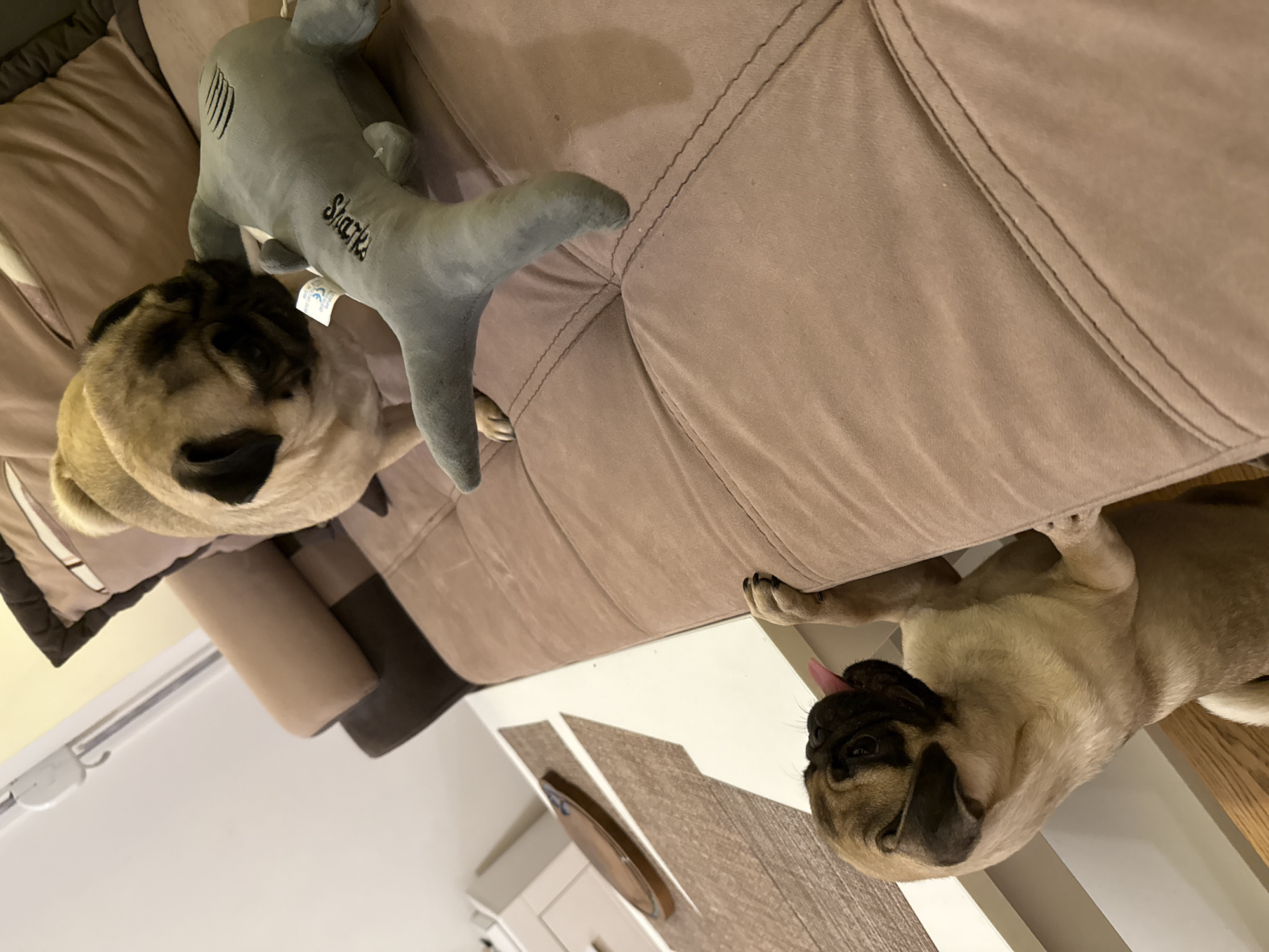 Two pugs are on a brown sofa. One pug is in the foreground, standing on its hind legs, with its front paws resting on the edge of the sofa. Its tongue is sticking out. The other pug is behind it, looking down at a gray shark toy on the sofa. The toy is lying on its side. The sofa is in a living room, with a table and a drawer unit visible in the background. The lighting is indoor.