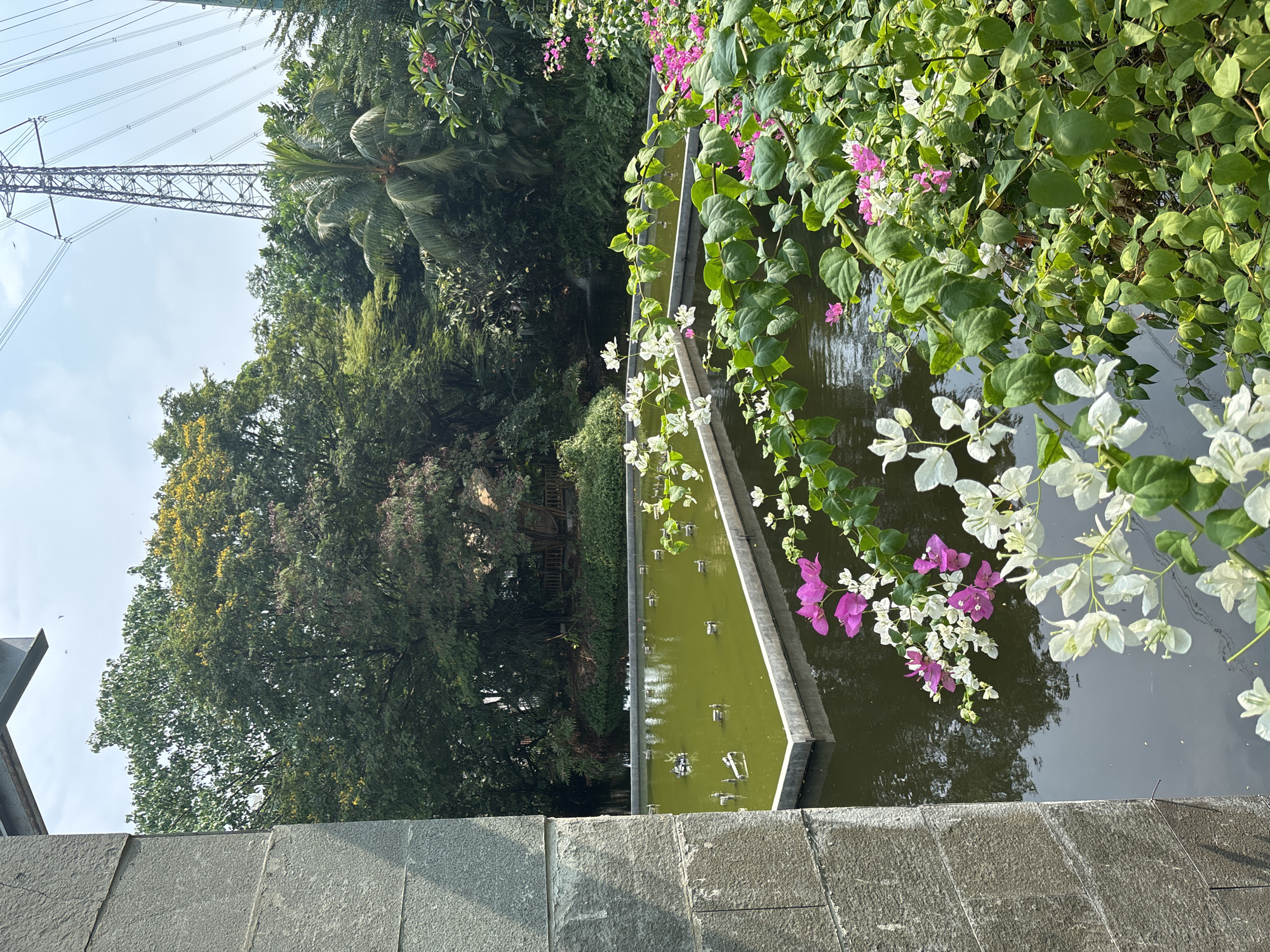 The image depicts a park in North Jakarta, Indonesia. In the foreground is a stone wall overlooking a rectangular pond. The pond has a concrete border and is green-colored, likely due to algae. A line of fountain nozzles runs down the center of the pond. Lush vegetation, including bougainvillea with white and pink flowers, overhangs the water's edge. In the background, there is dense foliage of trees and a glimpse of an electricity pylon.