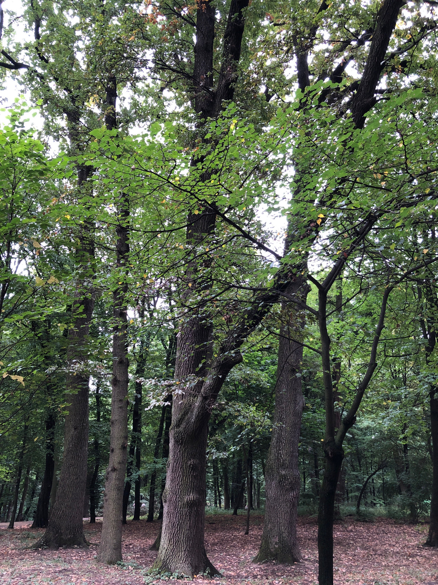 The image depicts a dense forest scene, likely in a park within Lviv, Ukraine. Several mature trees with thick, textured bark dominate the foreground, their branches laden with lush green leaves, interspersed with a few yellowing leaves suggesting the transition to autumn. The forest floor is covered with fallen leaves, predominantly brown and reddish-brown, indicating a natural setting. The lighting suggests an overcast day, with diffused light filtering through the canopy, creating a soft and slightly muted atmosphere. The overall impression is one of a tranquil, natural environment within or on the outskirts of an urban area. No people or specific objects are visible beyond the natural elements of the forest.