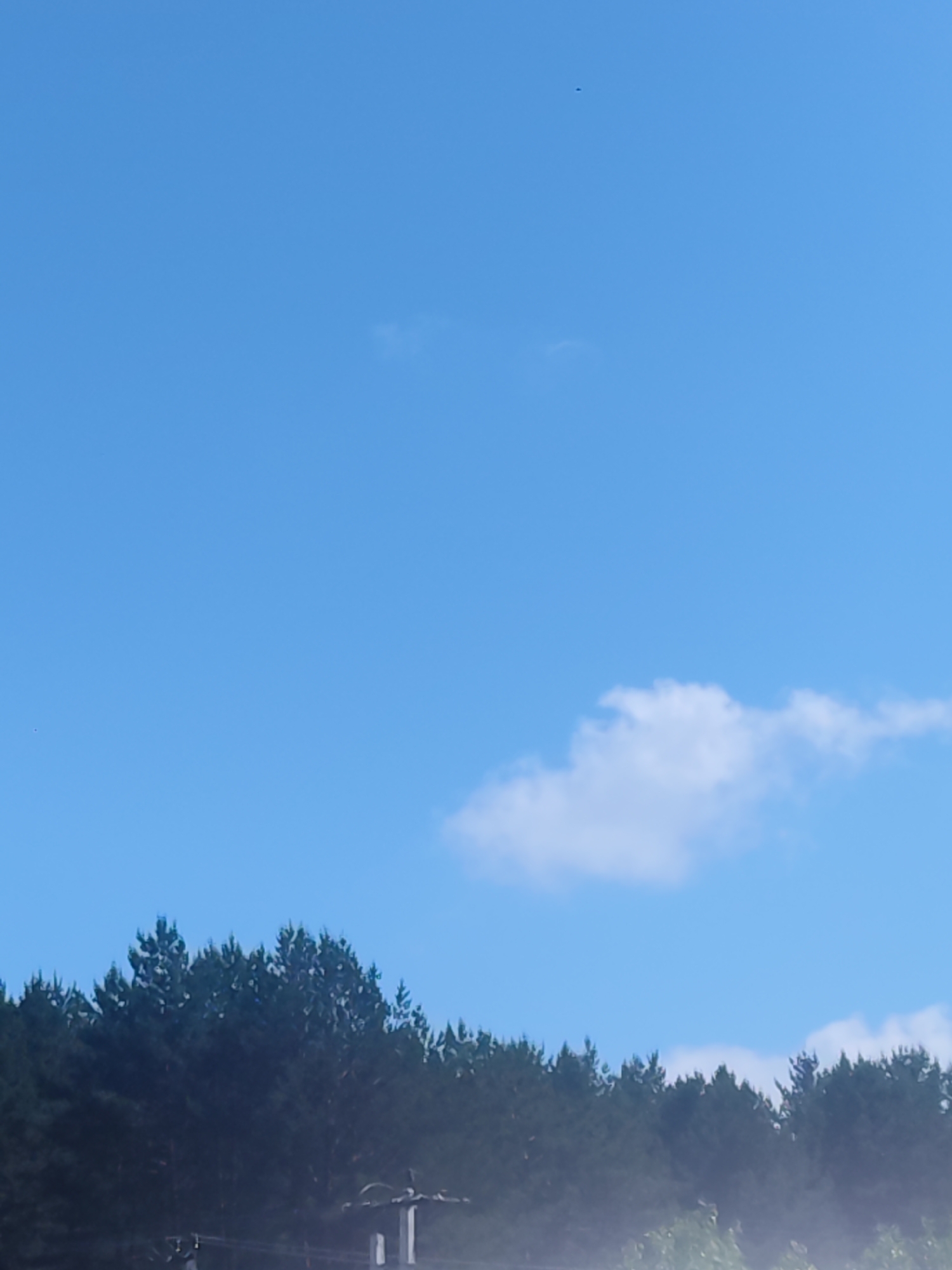 The image displays a landscape dominated by a clear, bright blue sky. A dense treeline, consisting of dark green evergreen trees, forms a distinct horizon across the lower portion of the frame. The tops of these trees are visible against the sky.
In the upper half of the image, the sky is largely unblemished, with only a few faint, wispy white clouds scattered about and a slightly more defined, small cumulus cloud located towards the bottom right. A tiny, dark, indistinguishable speck, possibly a distant bird or insect, is visible in the upper central part of the expansive sky.
Below the treeline, the scene is obscured by a significant layer of white mist or haze. Through this atmospheric effect, some dark, indistinct structures, possibly utility poles or parts of buildings, can be faintly perceived. At the very bottom edge of the image, some lighter green foliage appears to be emerging from or covered by the mist.
The overall impression is a daytime scene, likely under clear weather conditions, but with a localized mist or fog affecting the ground level. There are no people visible, and no specific activities or events are taking place. No text is visible in the image.